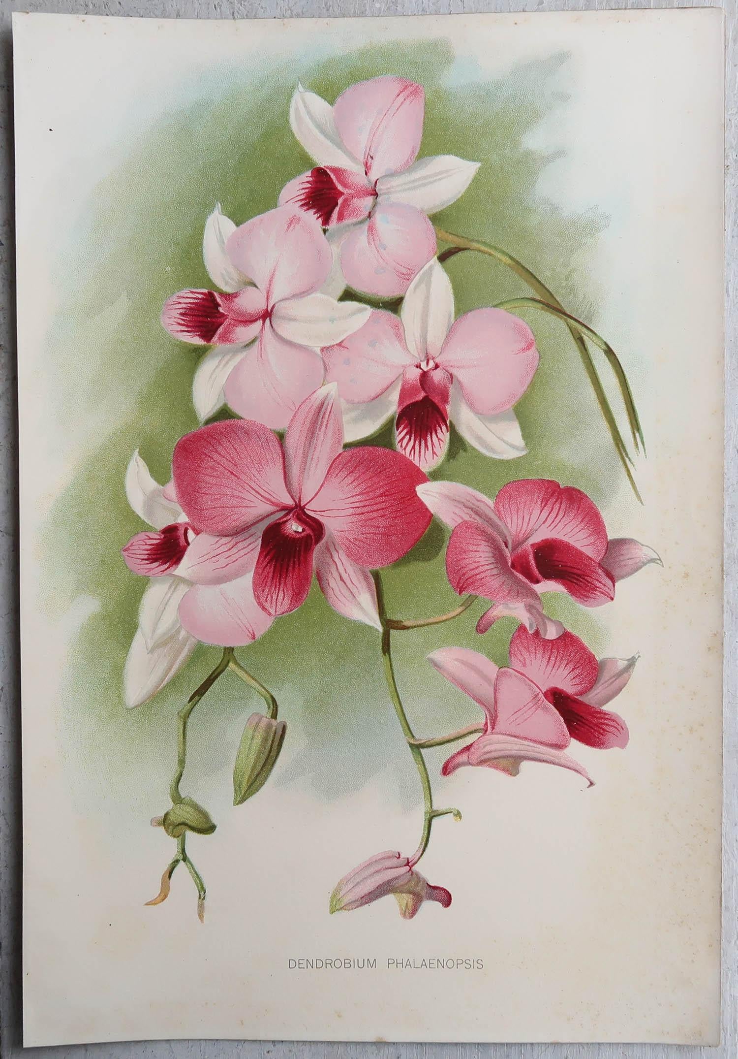 Paper Set of 8 Original Antique Botanical Prints, circa 1870