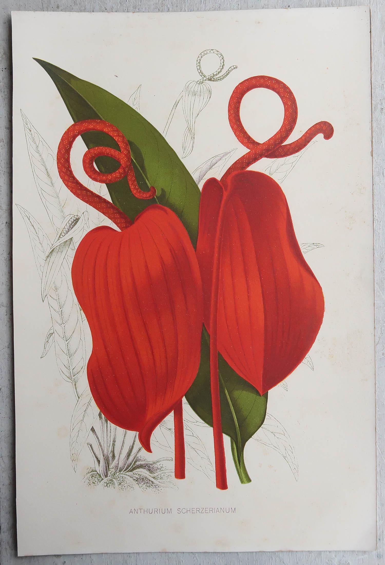 Set of 8 Original Antique Botanical Prints, circa 1870 1