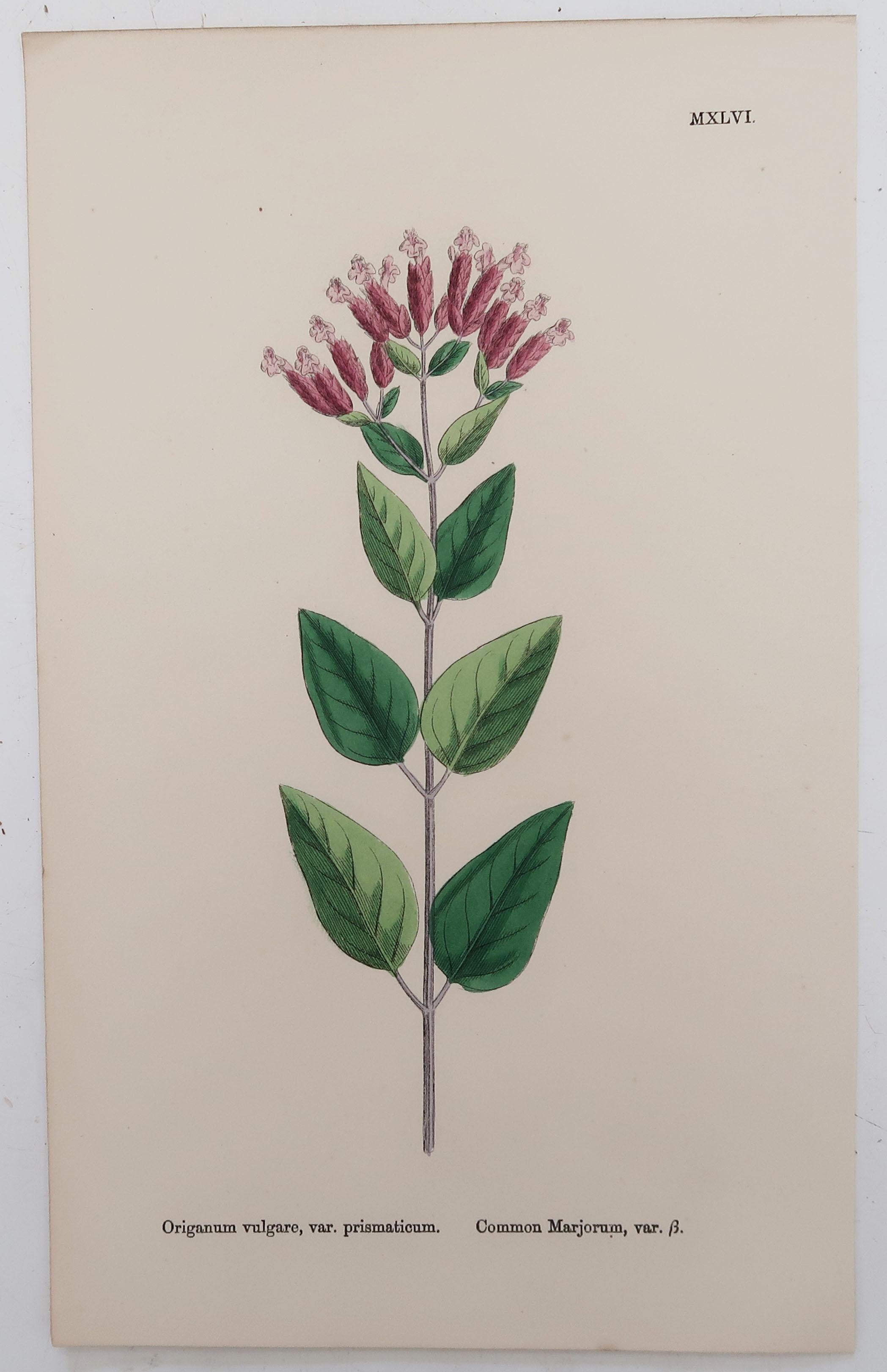 Wonderful set of 8 botanical prints, all different herbs.

Lithographs after the original botanical drawings by Hooker.

Original color

Published, circa 1850

Unframed.

The measurement given is for one print.

  