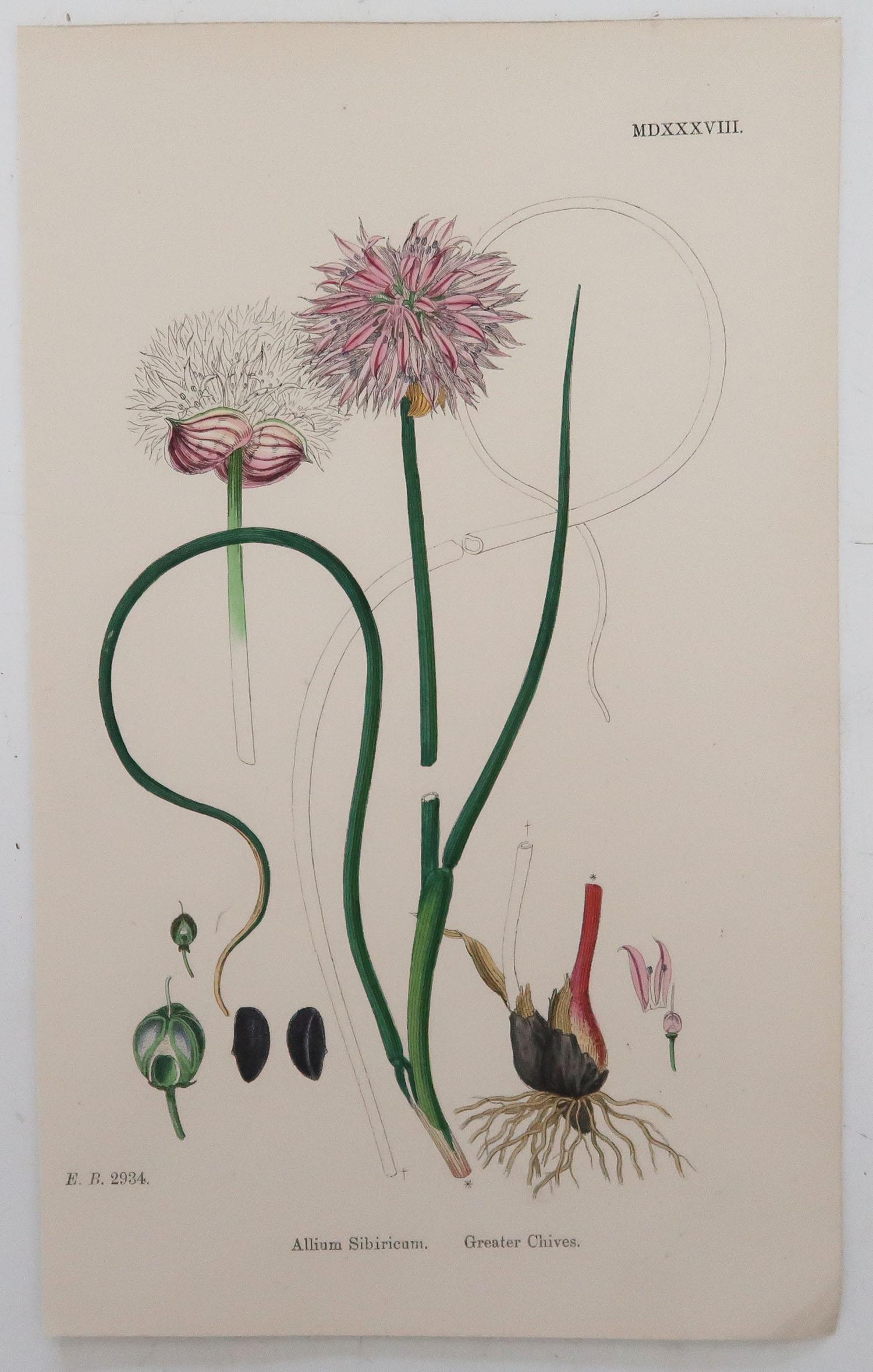 Early Victorian Set of 8 Original Antique Botanical Prints 'Herbs', circa 1850