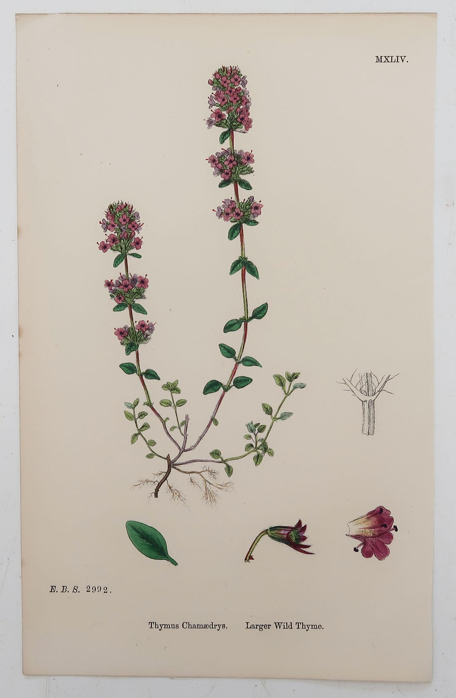 English Set of 8 Original Antique Botanical Prints 'Herbs', circa 1850