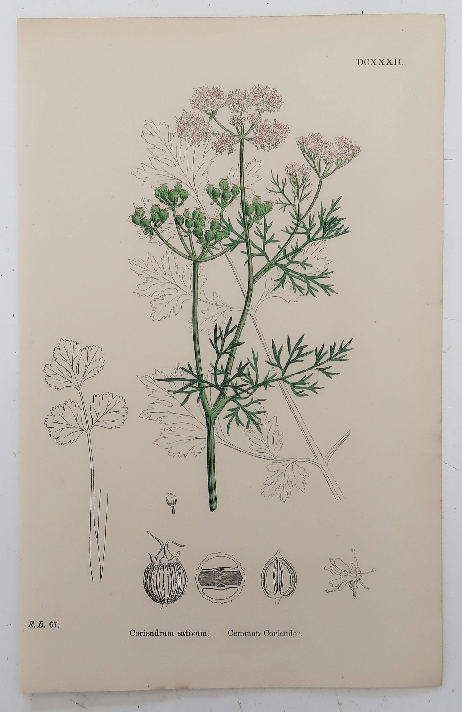 Other Set of 8 Original Antique Botanical Prints 'Herbs', circa 1850
