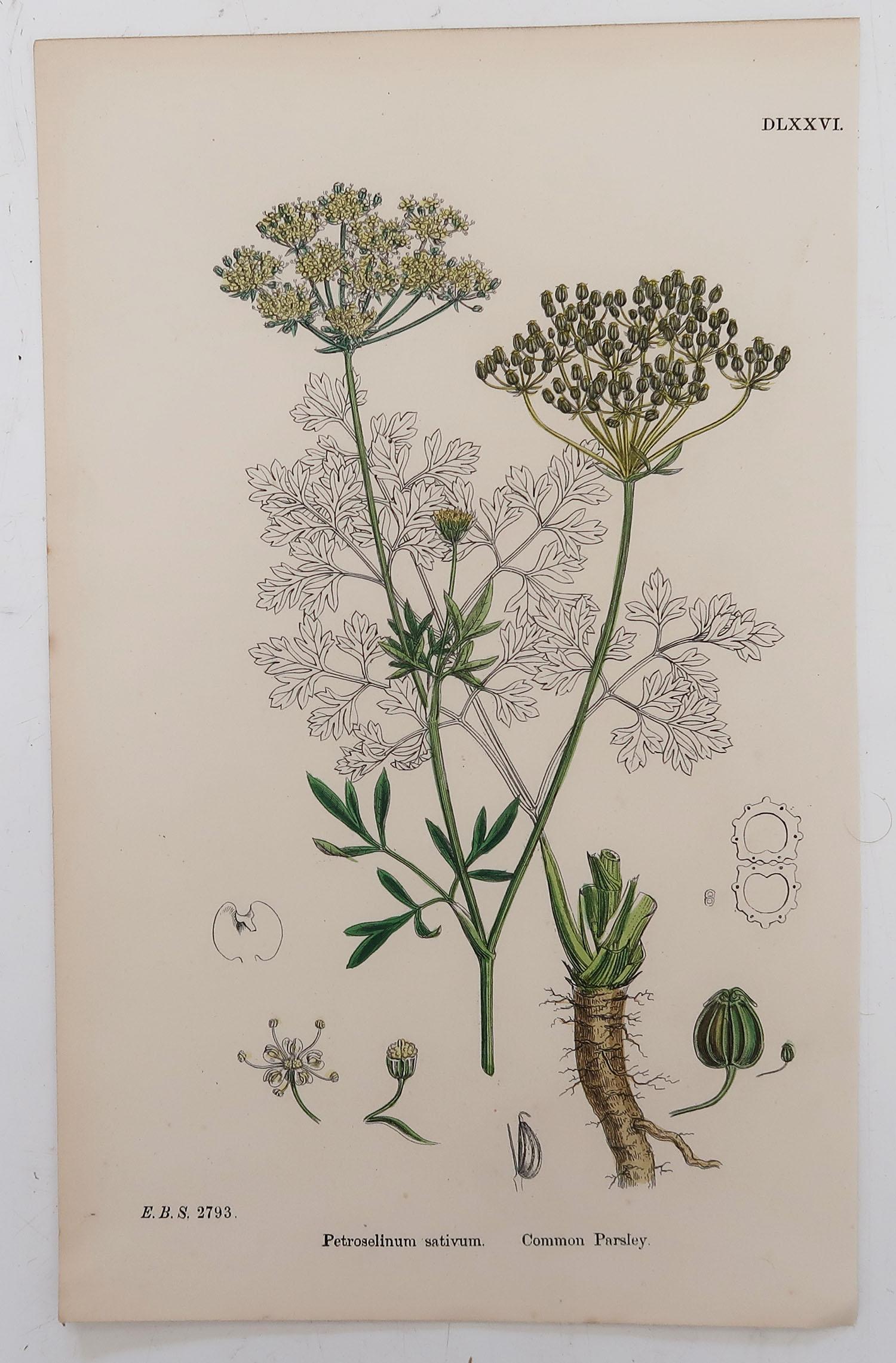 Set of 8 Original Antique Botanical Prints 'Herbs', circa 1850 In Good Condition In St Annes, Lancashire