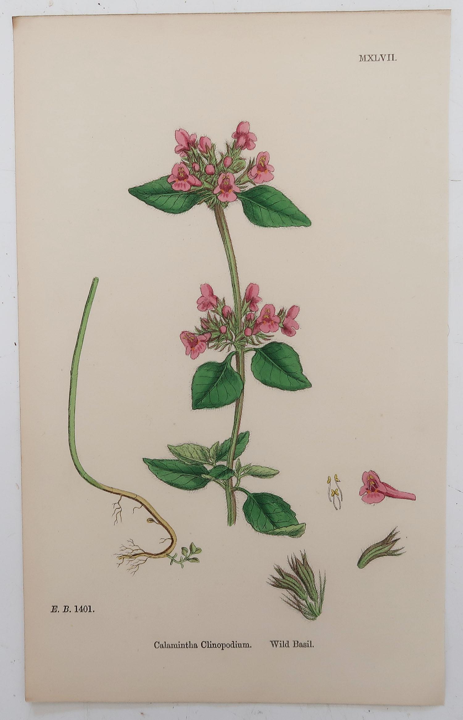 Mid-19th Century Set of 8 Original Antique Botanical Prints 'Herbs', circa 1850