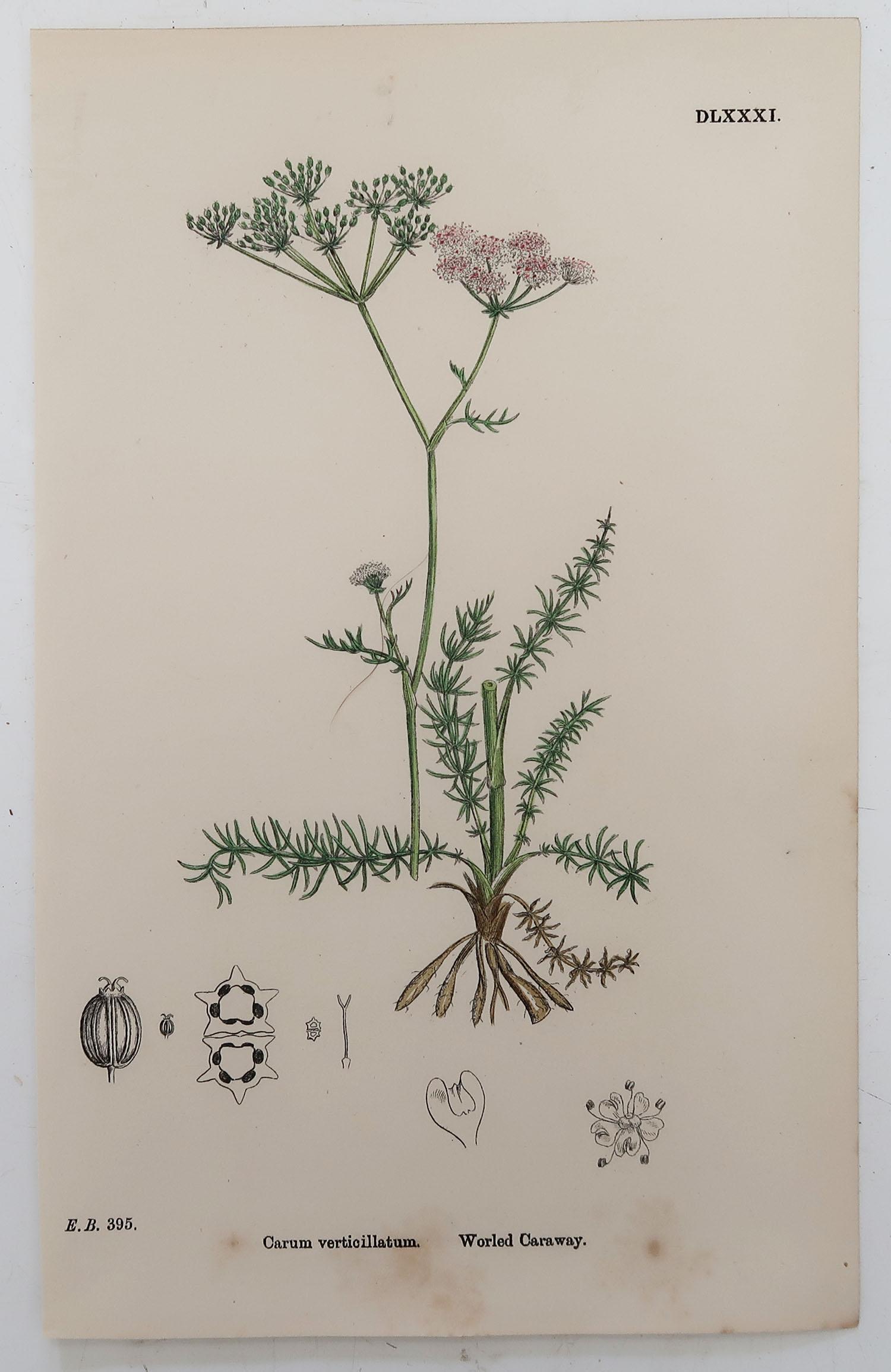 Paper Set of 8 Original Antique Botanical Prints 'Herbs', circa 1850