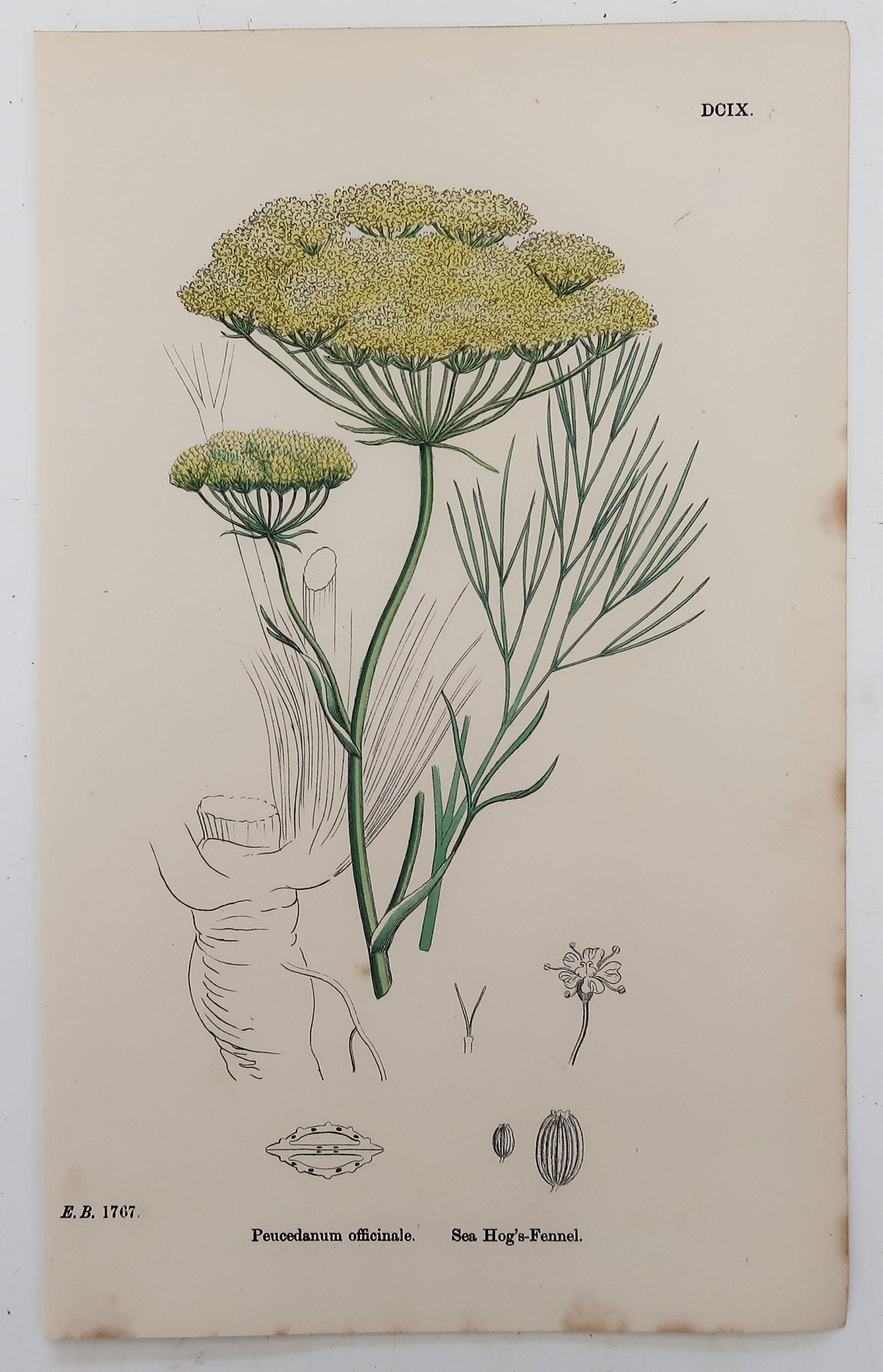 Set of 8 Original Antique Botanical Prints 'Herbs', circa 1850 1