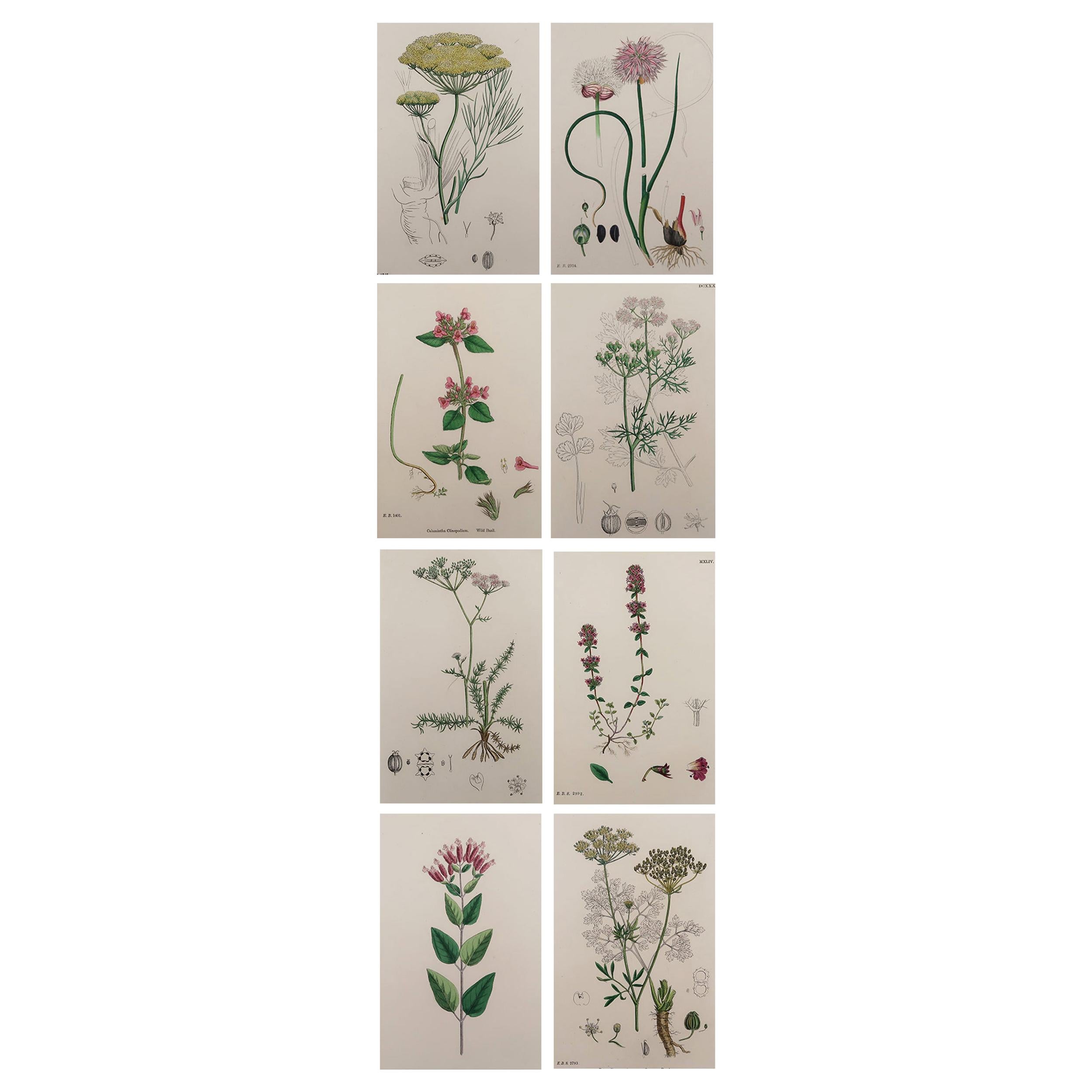 Set of 8 Original Antique Botanical Prints 'Herbs', circa 1850