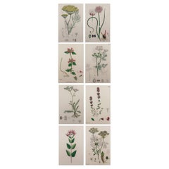 Set of 8 Original Antique Botanical Prints 'Herbs', circa 1850