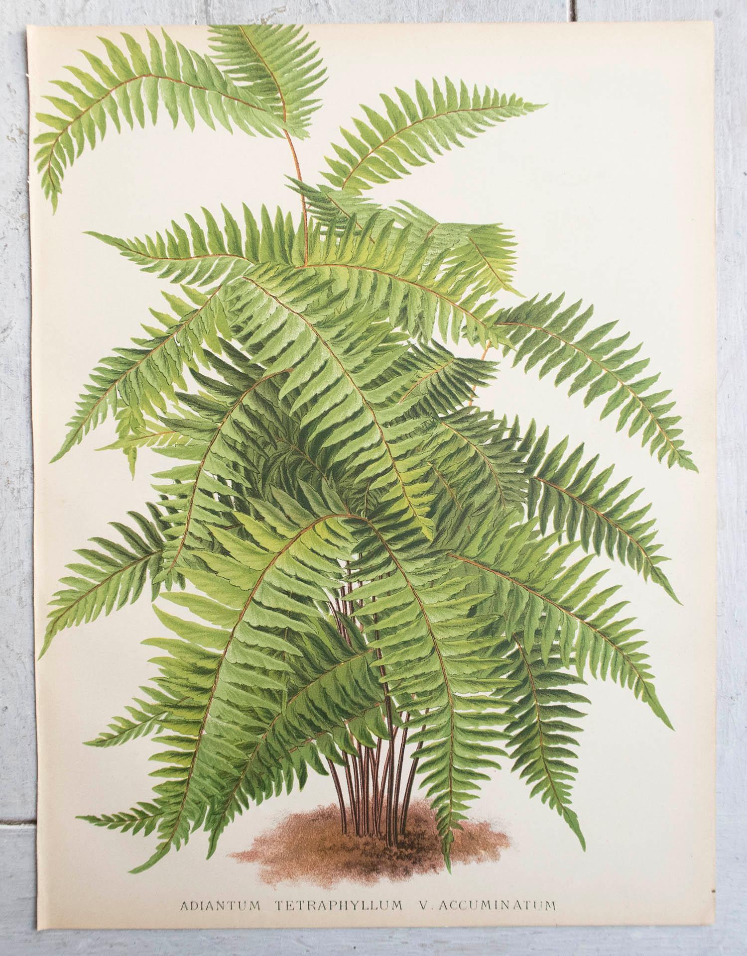 Wonderful set of 8 fern prints

Chromo-lithographs

Original color

Published, circa 1870

Unframed.

The measurement given is for one print.

Free shipping

