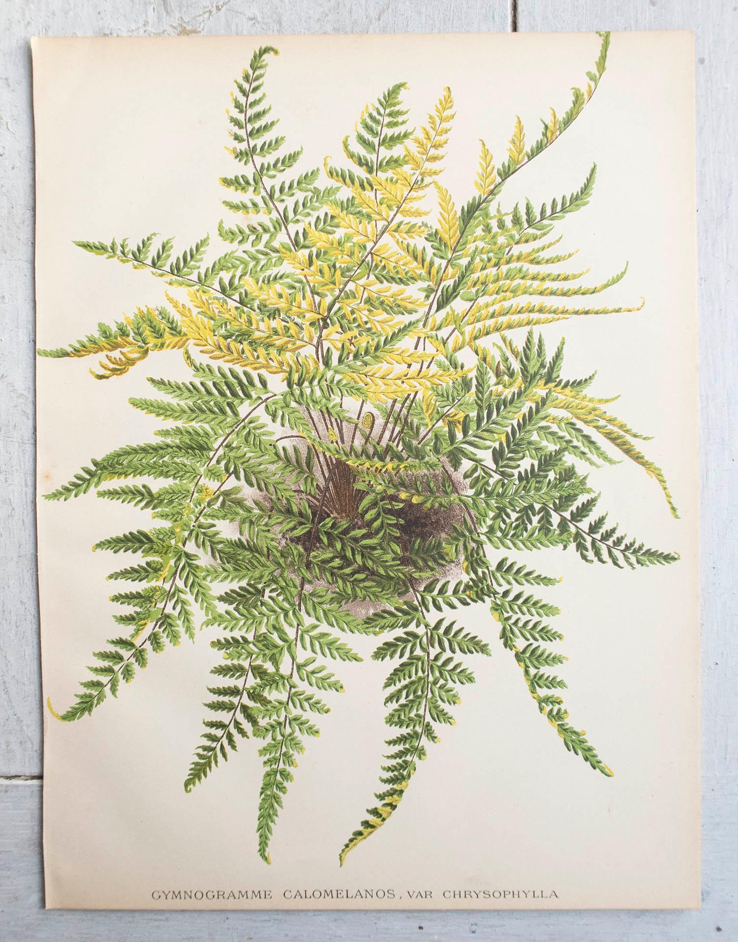 Early Victorian Set of 8 Original Antique Fern Prints, circa 1870 For Sale