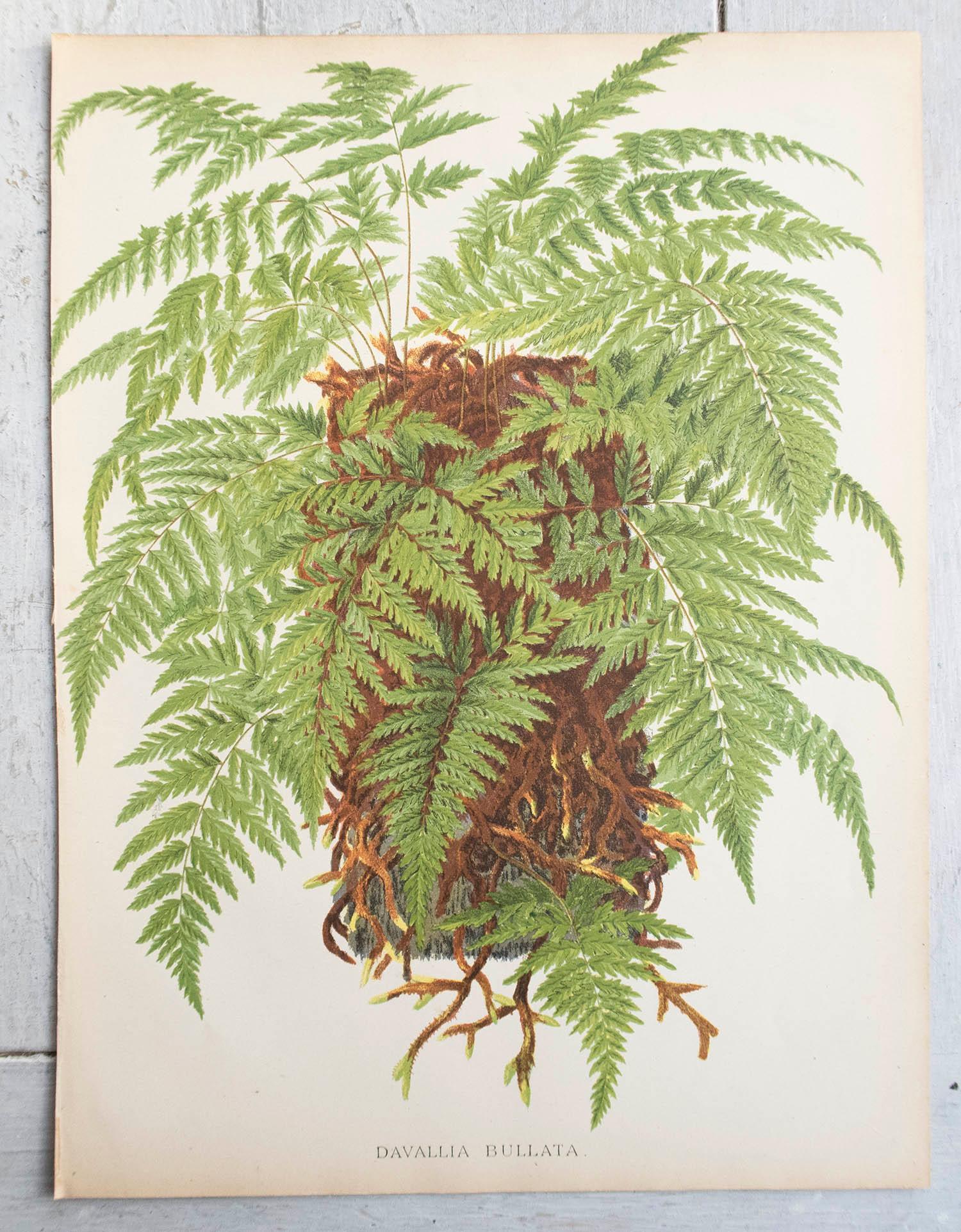 Set of 8 Original Antique Fern Prints, circa 1870 In Good Condition For Sale In St Annes, Lancashire