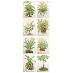Set of 8 Original Antique Fern Prints, circa 1870