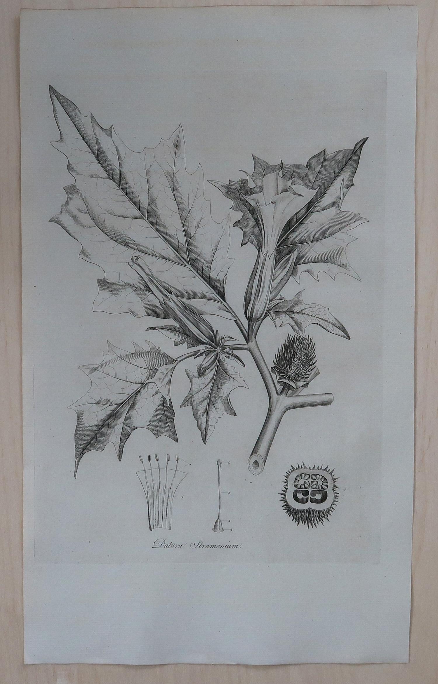 Wonderful set of 8 botanical prints. 

A beautiful colour of off-white/cream to the paper.

Dated 1791

Originally from 