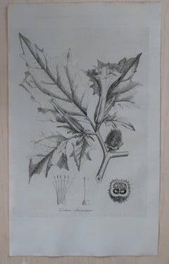Set of 8 Original Antique Large Scale Botanical Prints. Dated 1791