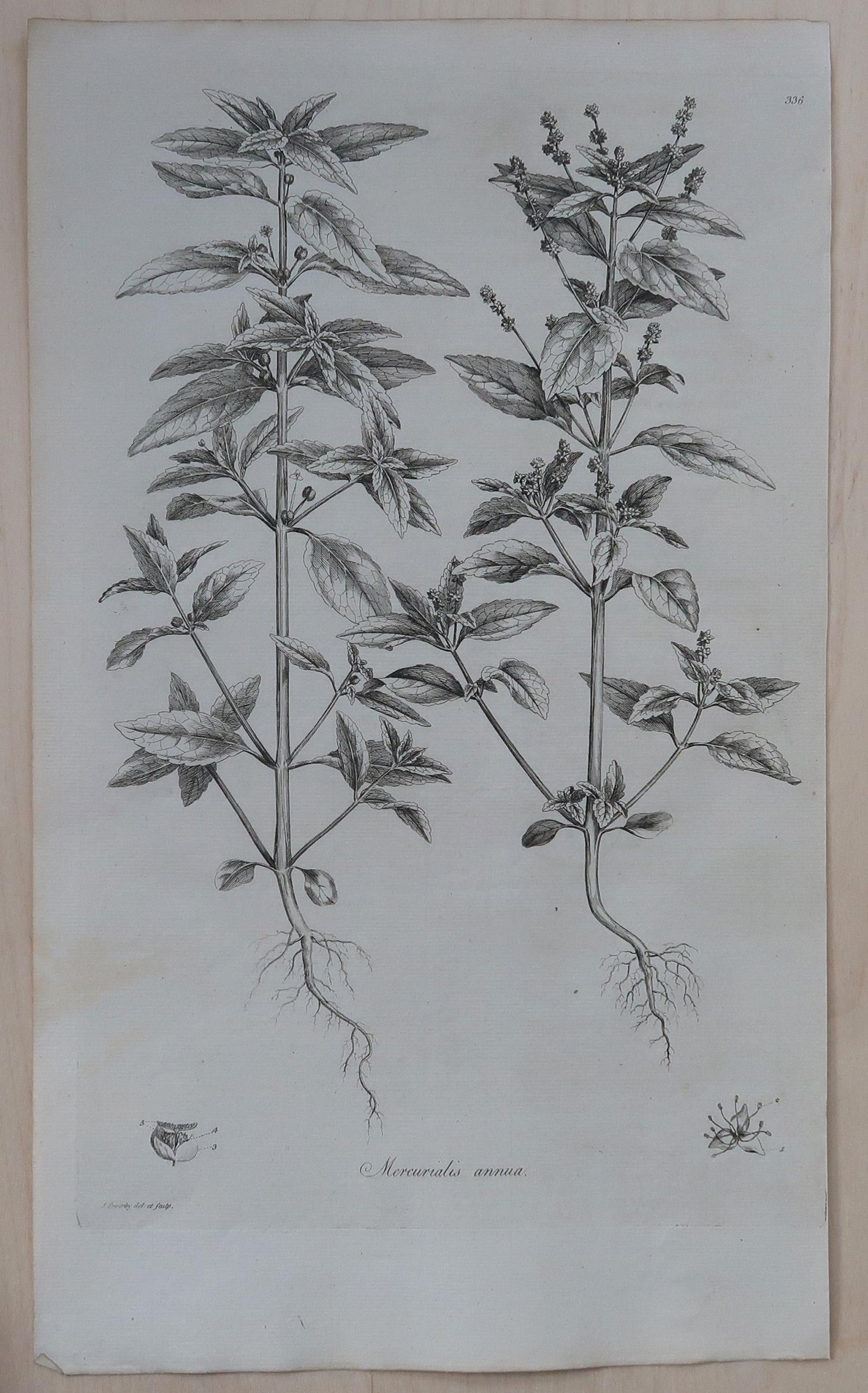 Georgian Set of 8 Original Antique Large Scale Botanical Prints. Dated 1791 For Sale