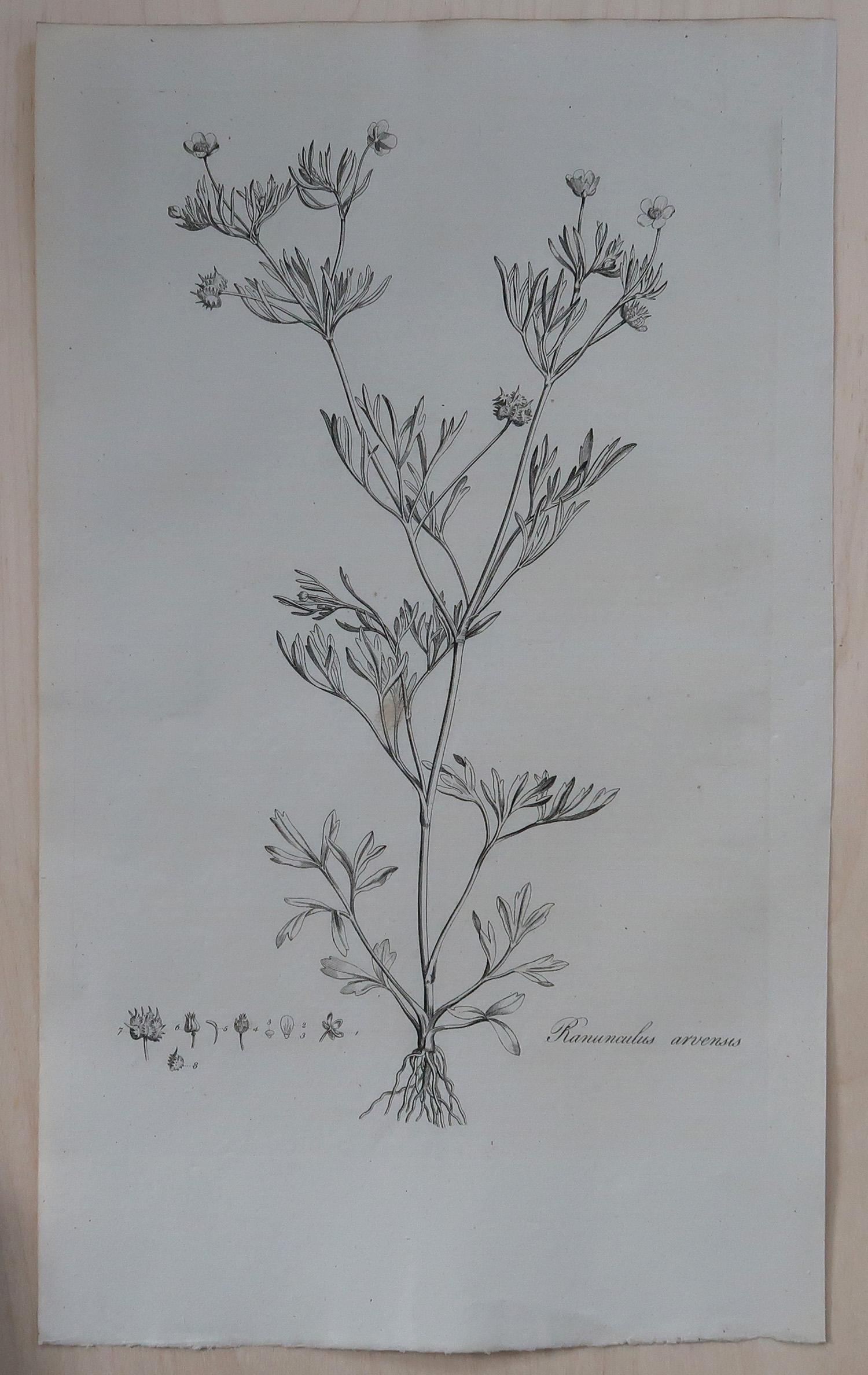 Other Set of 8 Original Antique Large Scale Botanical Prints. Dated 1791 For Sale