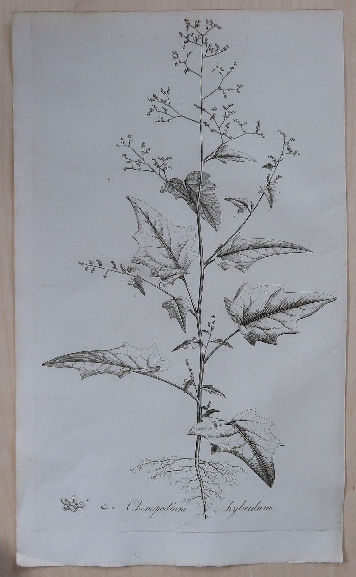 Set of 8 Original Antique Large Scale Botanical Prints. Dated 1791 In Good Condition For Sale In St Annes, Lancashire