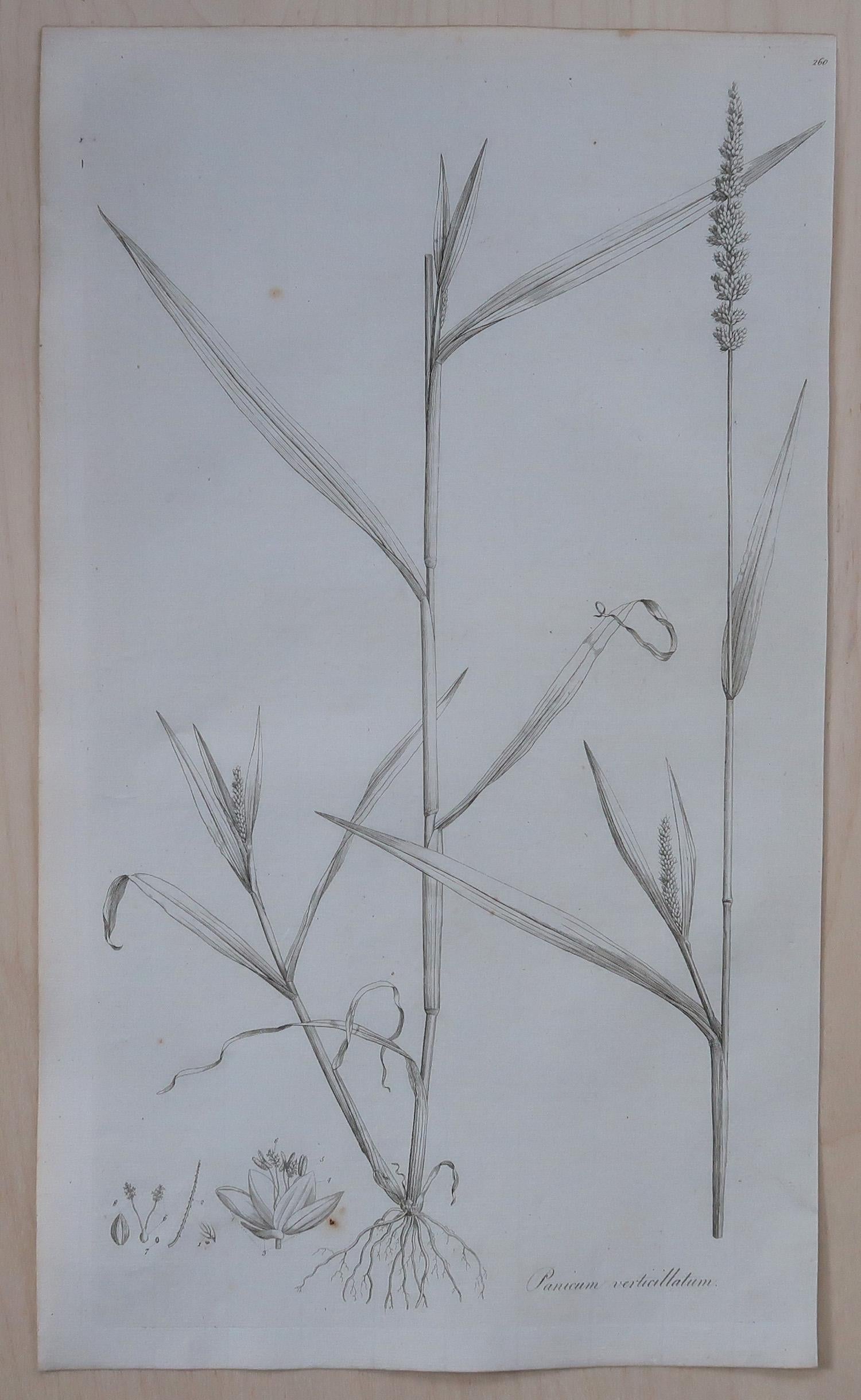 Late 18th Century Set of 8 Original Antique Large Scale Botanical Prints. Dated 1791 For Sale