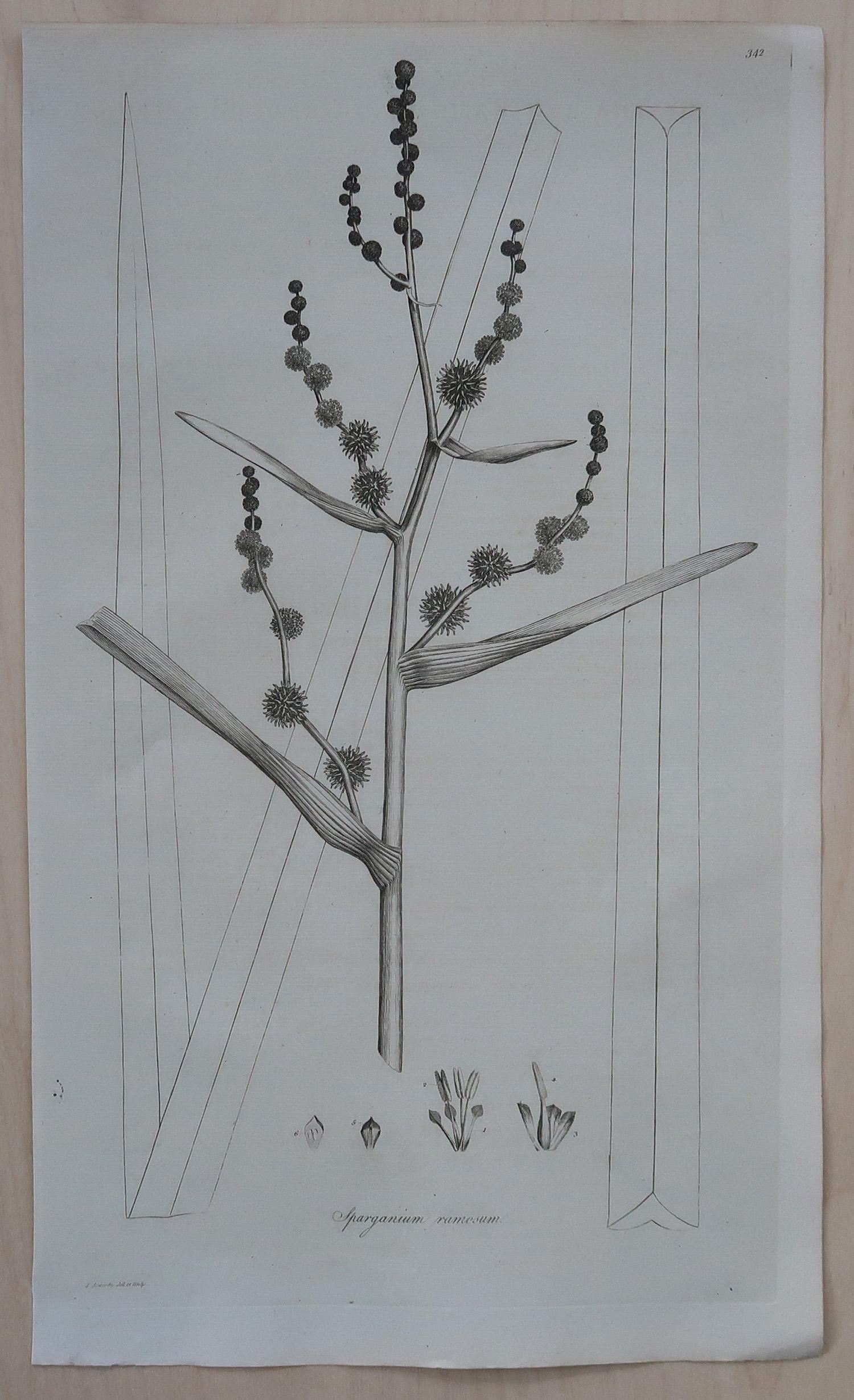 Paper Set of 8 Original Antique Large Scale Botanical Prints. Dated 1791 For Sale