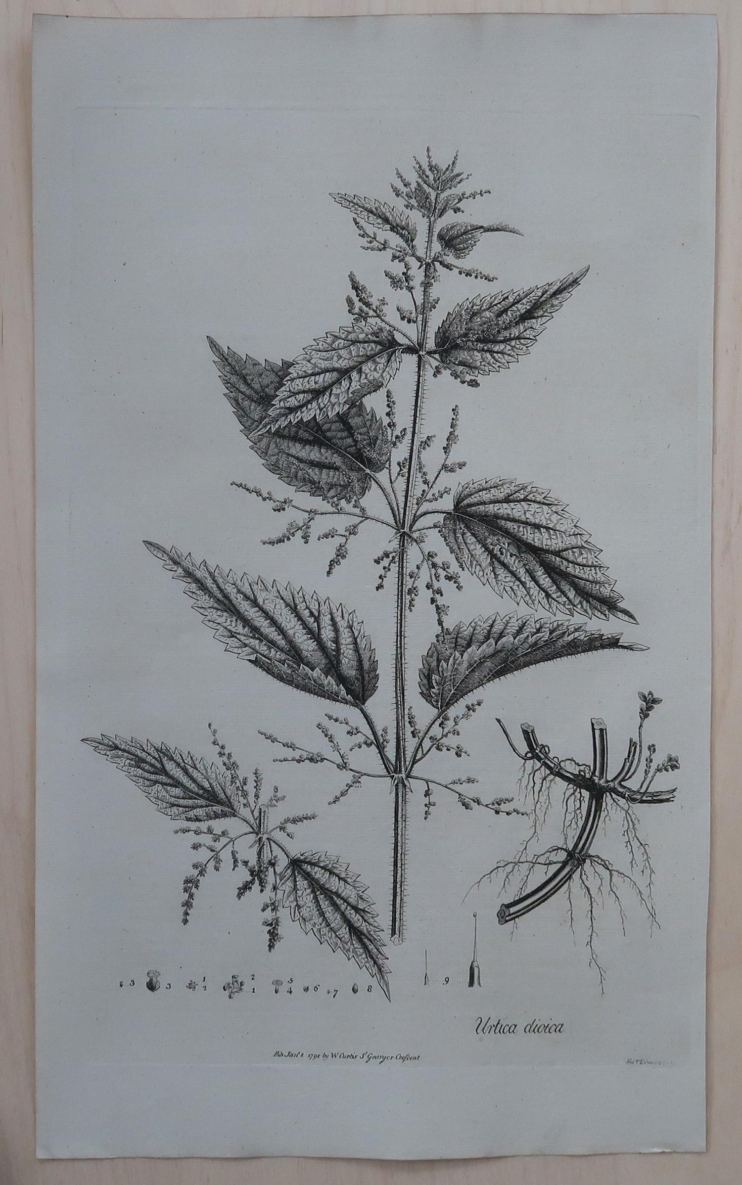 Set of 8 Original Antique Large Scale Botanical Prints. Dated 1791 For Sale 1