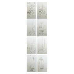 Set of 8 Original Antique Large Scale Botanical Prints. Dated 1791