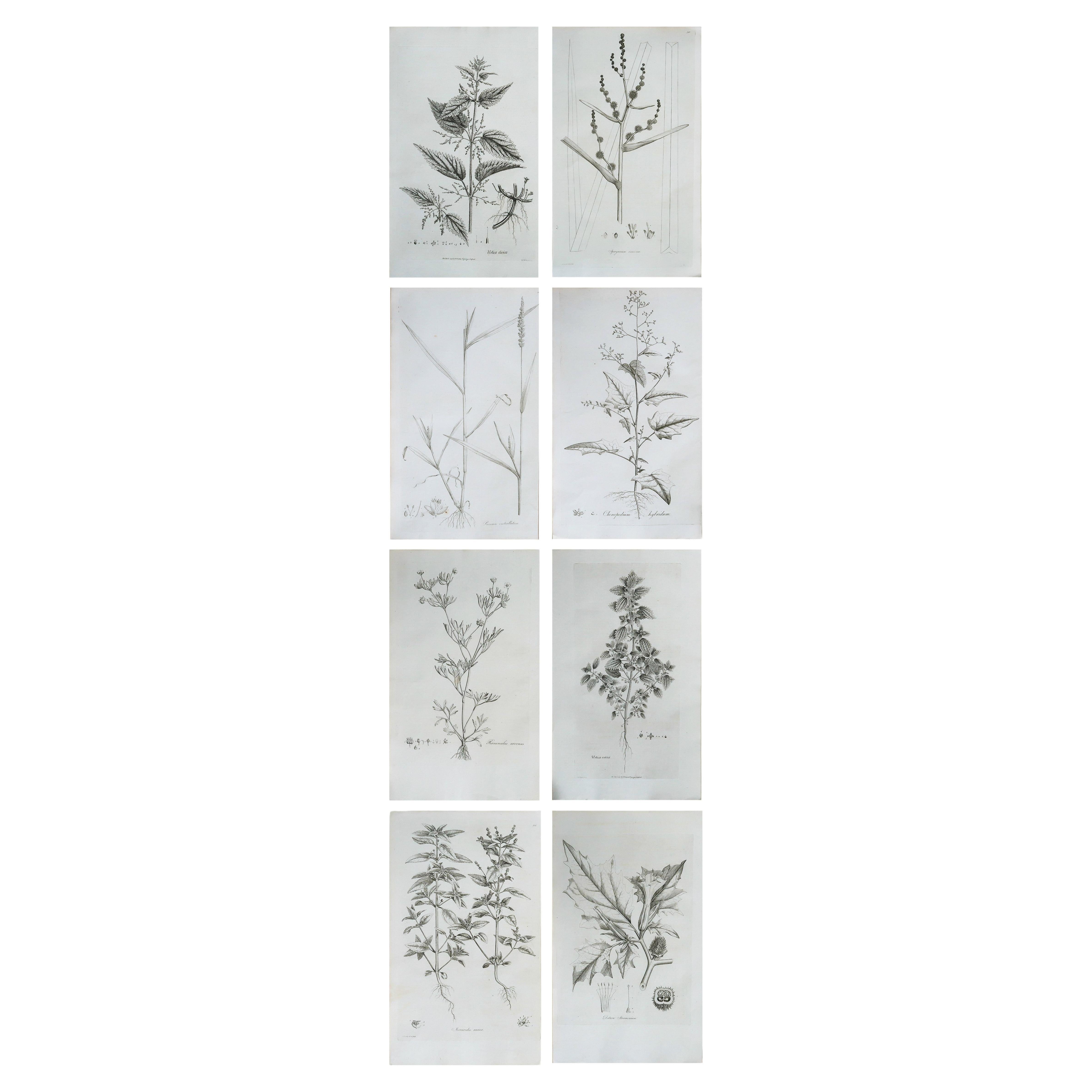 Satz von 8 originalen antiken großformatigen botanischen Drucken. Datiert 1791