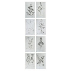 Set of 8 Original Antique Large Scale Botanical Prints. Dated 1791