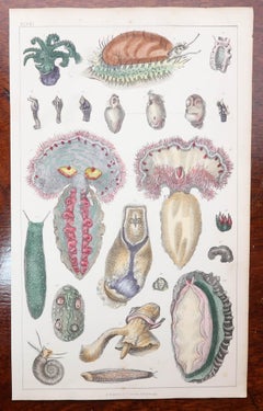Set of 8 Original Antique Natural History Prints, 1847