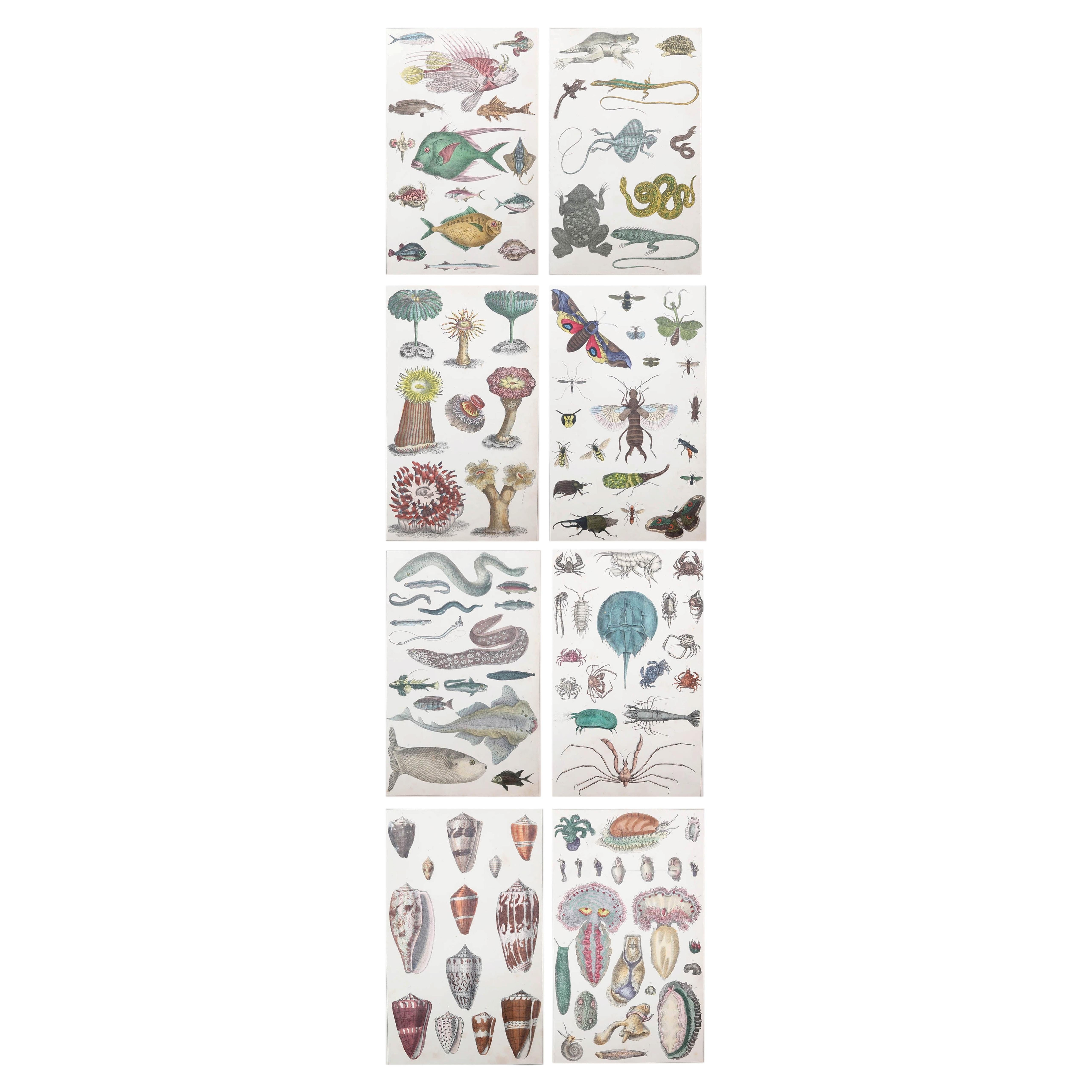 Ensemble de 8 estampes originales d'histoire naturelle, 1847 en vente