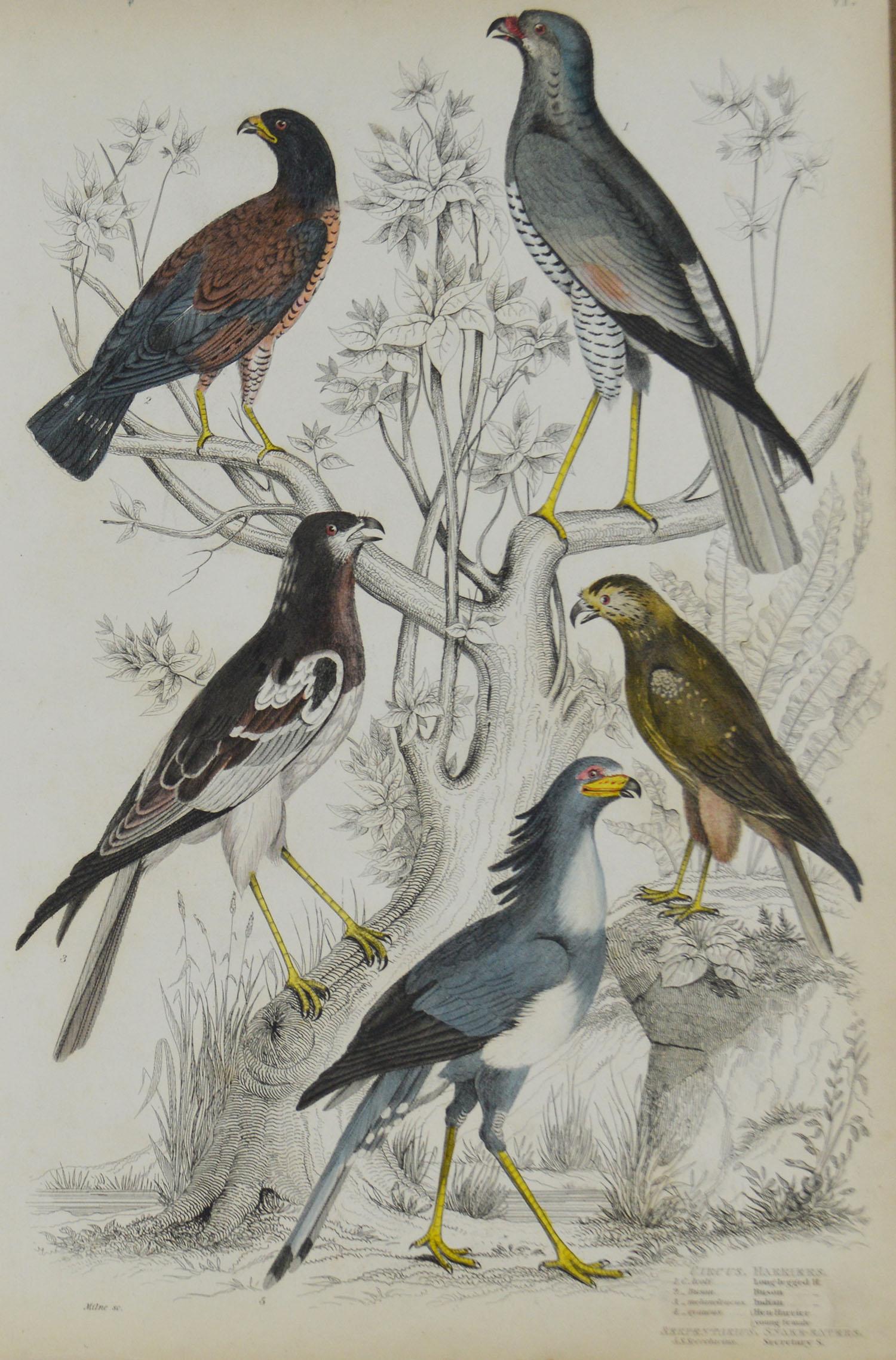 Great set of bird of prey

Lithographs after the drawings by Turvey, A.Wilson and Cpt.Brown.
 
Original color.

Unframed

The measurement given below is for one print.