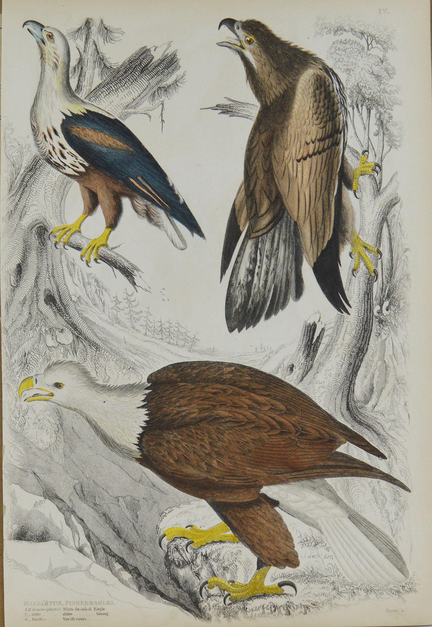 Folk Art Set of 8 Original Antique Prints of Birds of Prey, 1830s