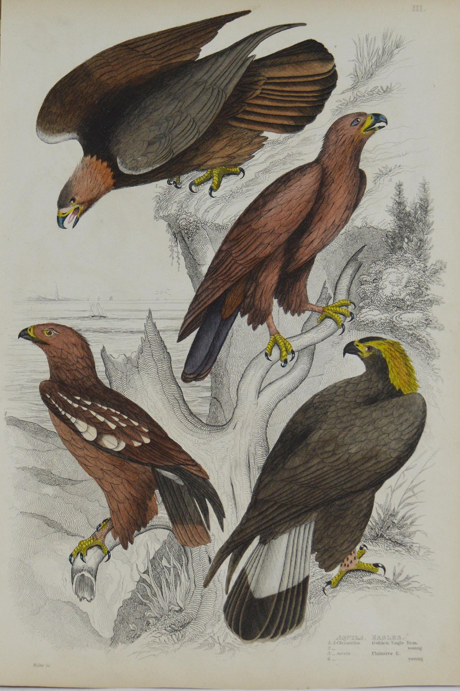 Scottish Set of 8 Original Antique Prints of Birds of Prey, 1830s