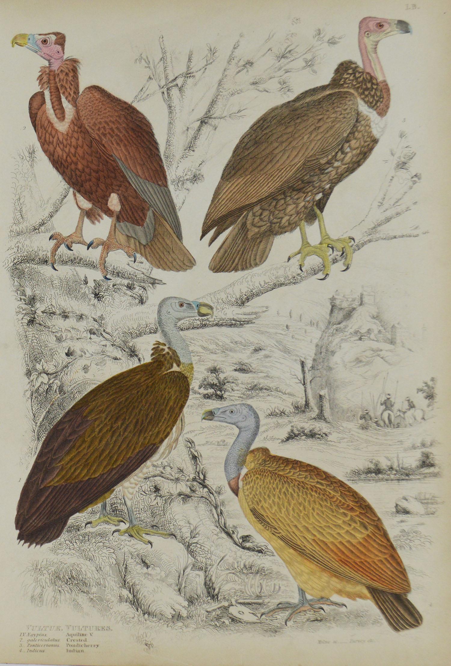 Other Set of 8 Original Antique Prints of Birds of Prey, 1830s