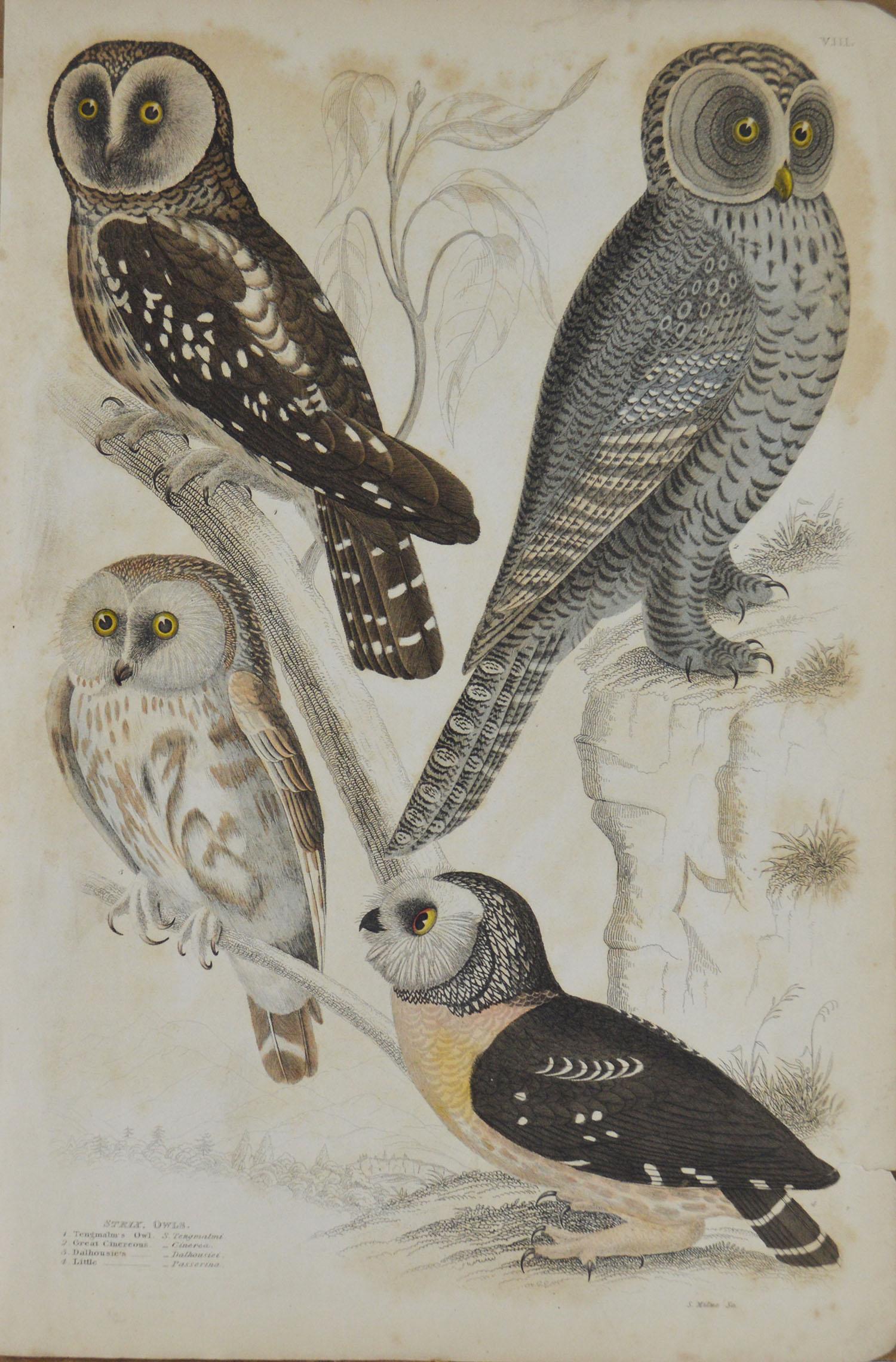 Set of 8 Original Antique Prints of Birds of Prey, 1830s In Good Condition In St Annes, Lancashire