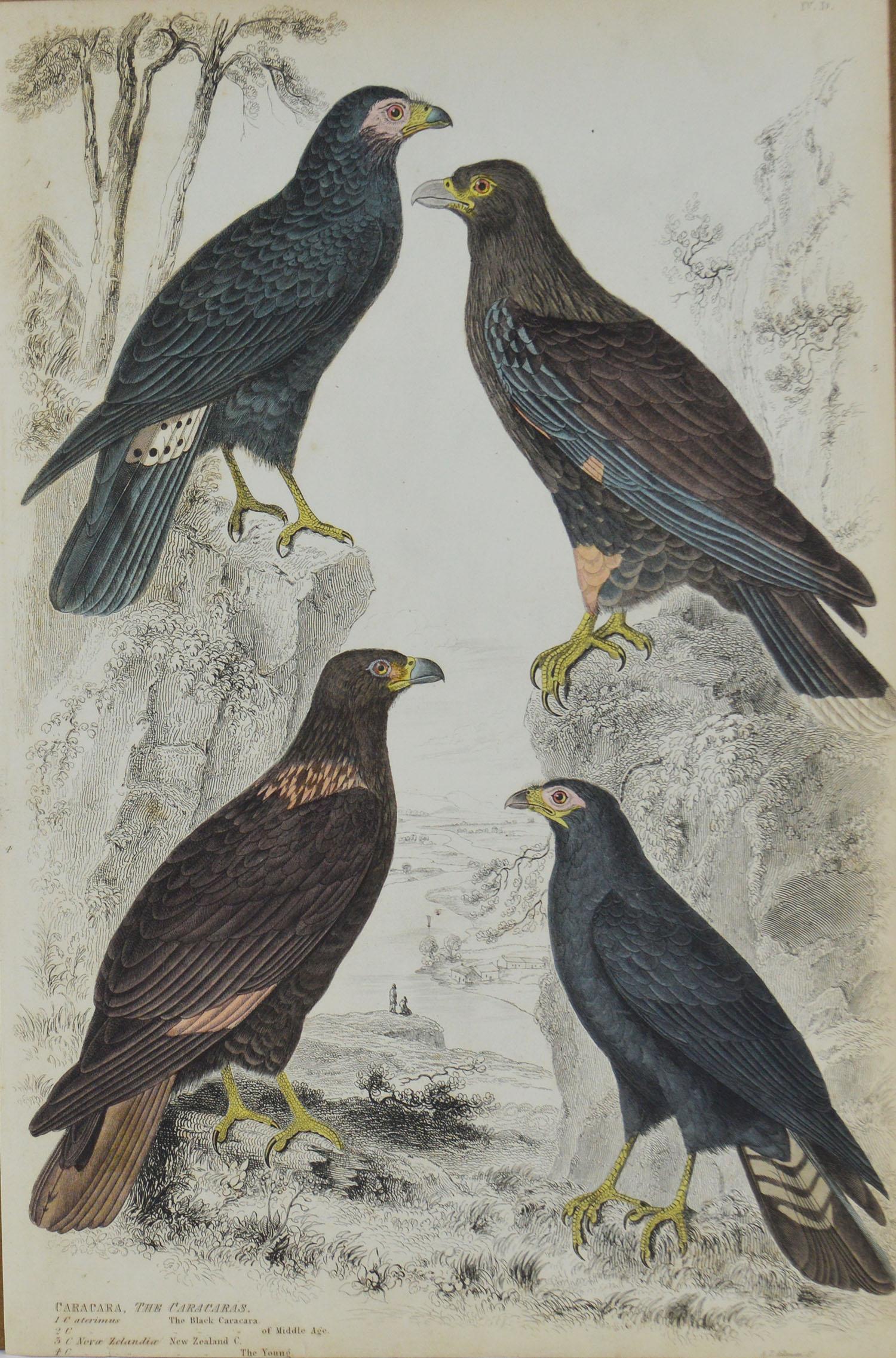 Mid-19th Century Set of 8 Original Antique Prints of Birds of Prey, 1830s