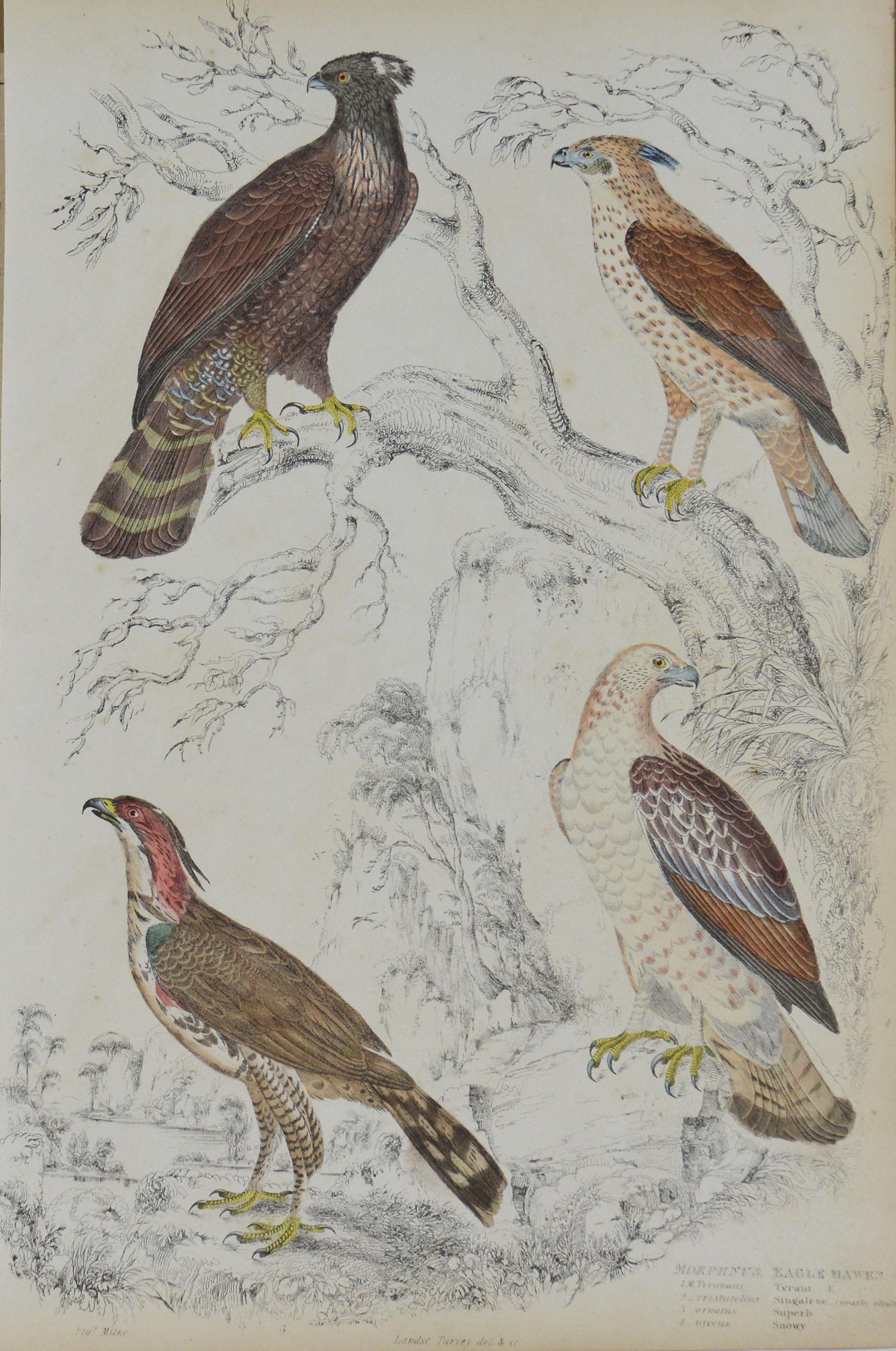 Paper Set of 8 Original Antique Prints of Birds of Prey, 1830s