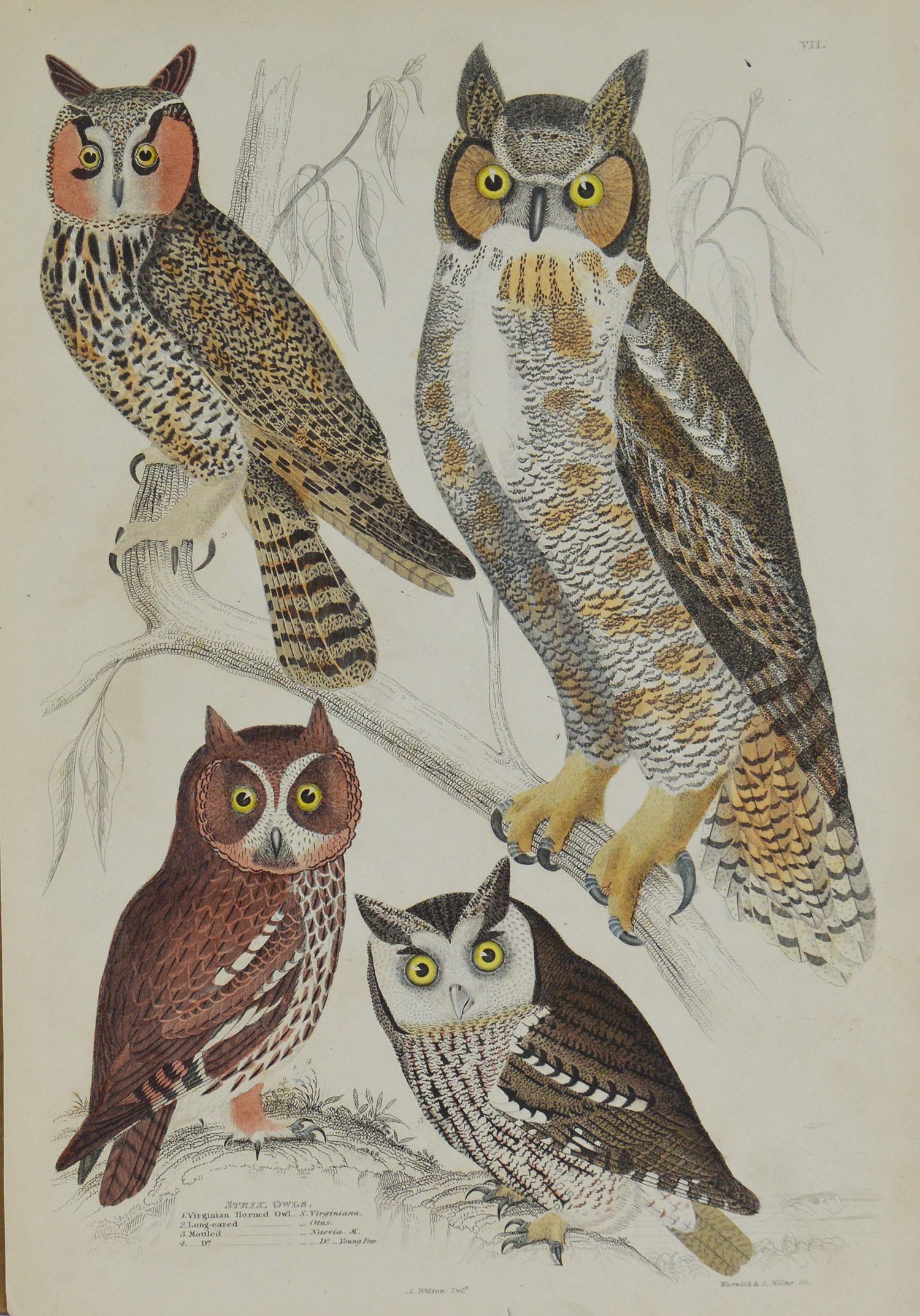 Set of 8 Original Antique Prints of Birds of Prey, 1830s 1