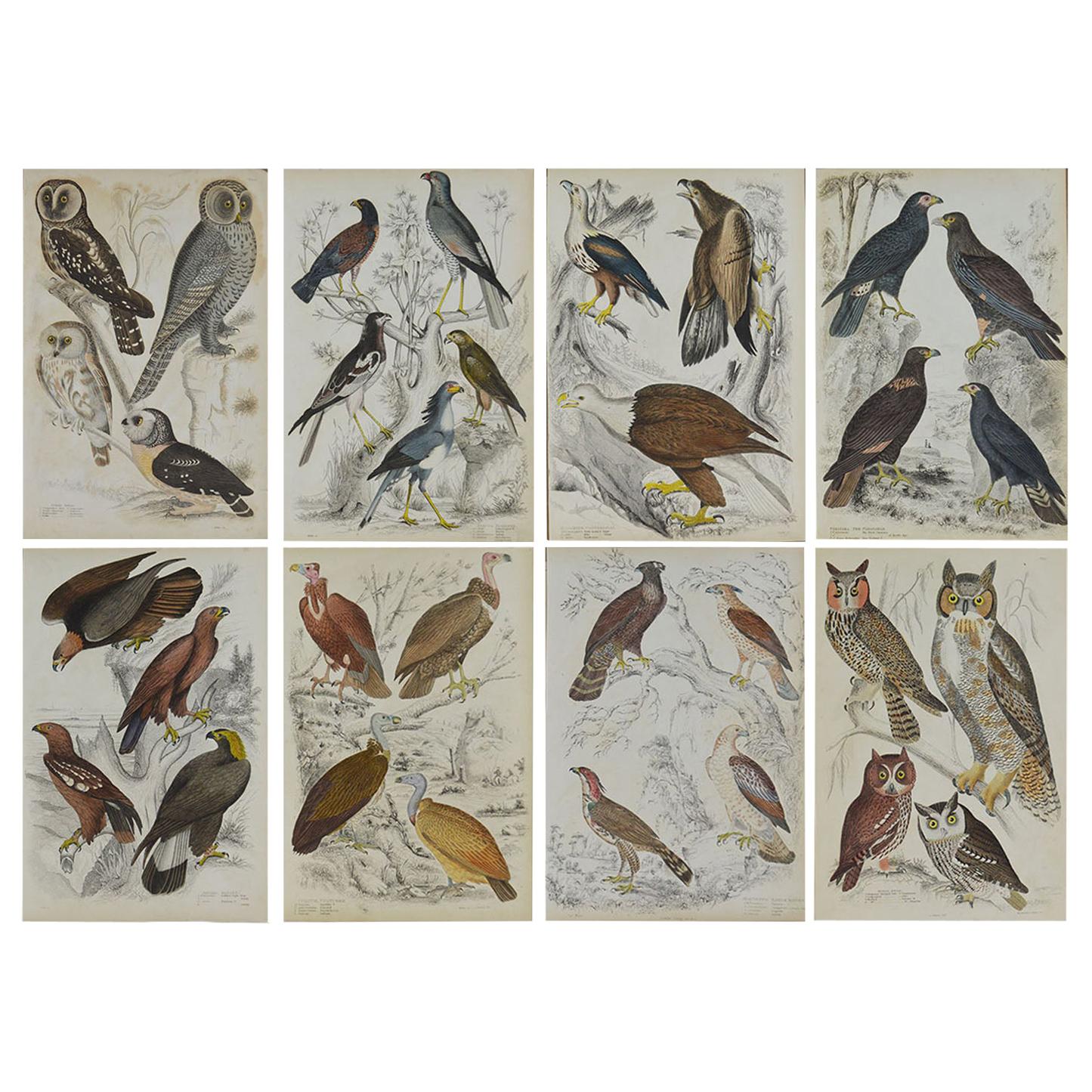 Set of 8 Original Antique Prints of Birds of Prey, 1830s