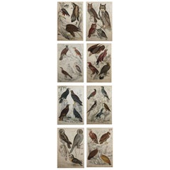Set of 8 Original Antique Prints of Birds of Prey, 1830s