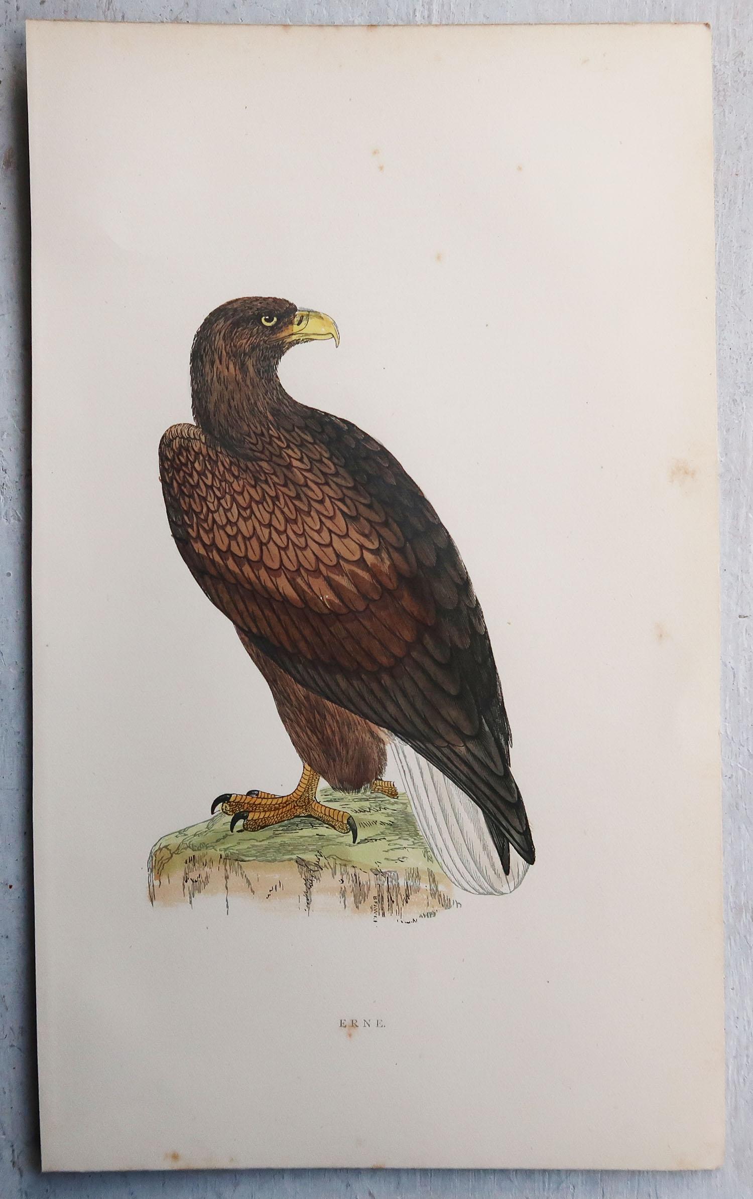Folk Art Set of 8 Original Antique Prints of Birds of Prey After Francis Lydon, C.1880 For Sale