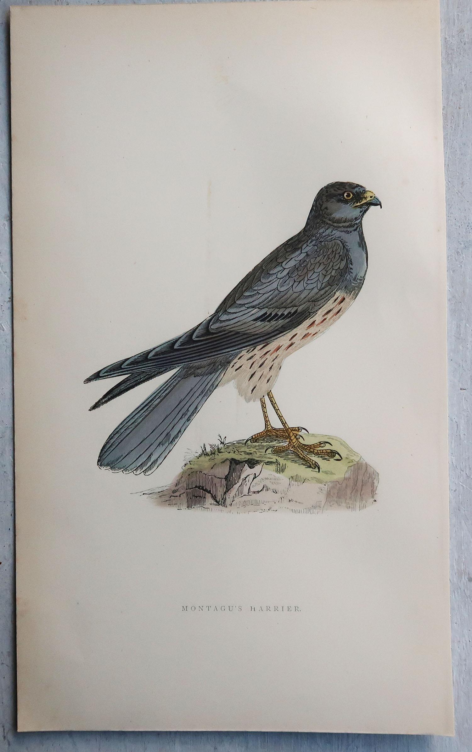 Autre Ensemble de 8 estampes anciennes originales d'oiseaux de proie d'après Francis Lydon, vers 1880 en vente