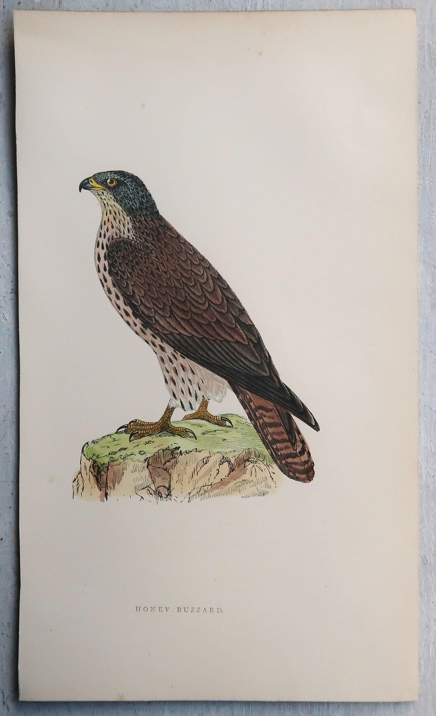 Set of 8 Original Antique Prints of Birds of Prey After Francis Lydon, C.1880 In Good Condition For Sale In St Annes, Lancashire