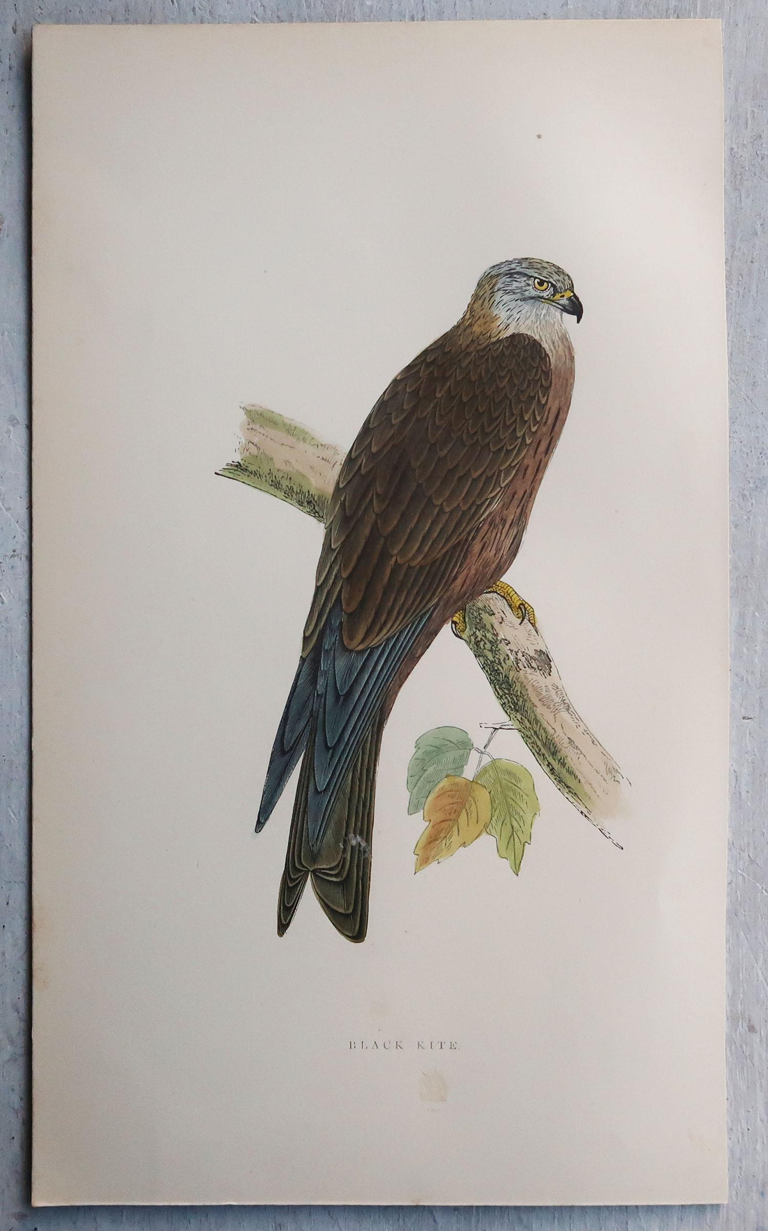 Late 19th Century Set of 8 Original Antique Prints of Birds of Prey After Francis Lydon, C.1880 For Sale