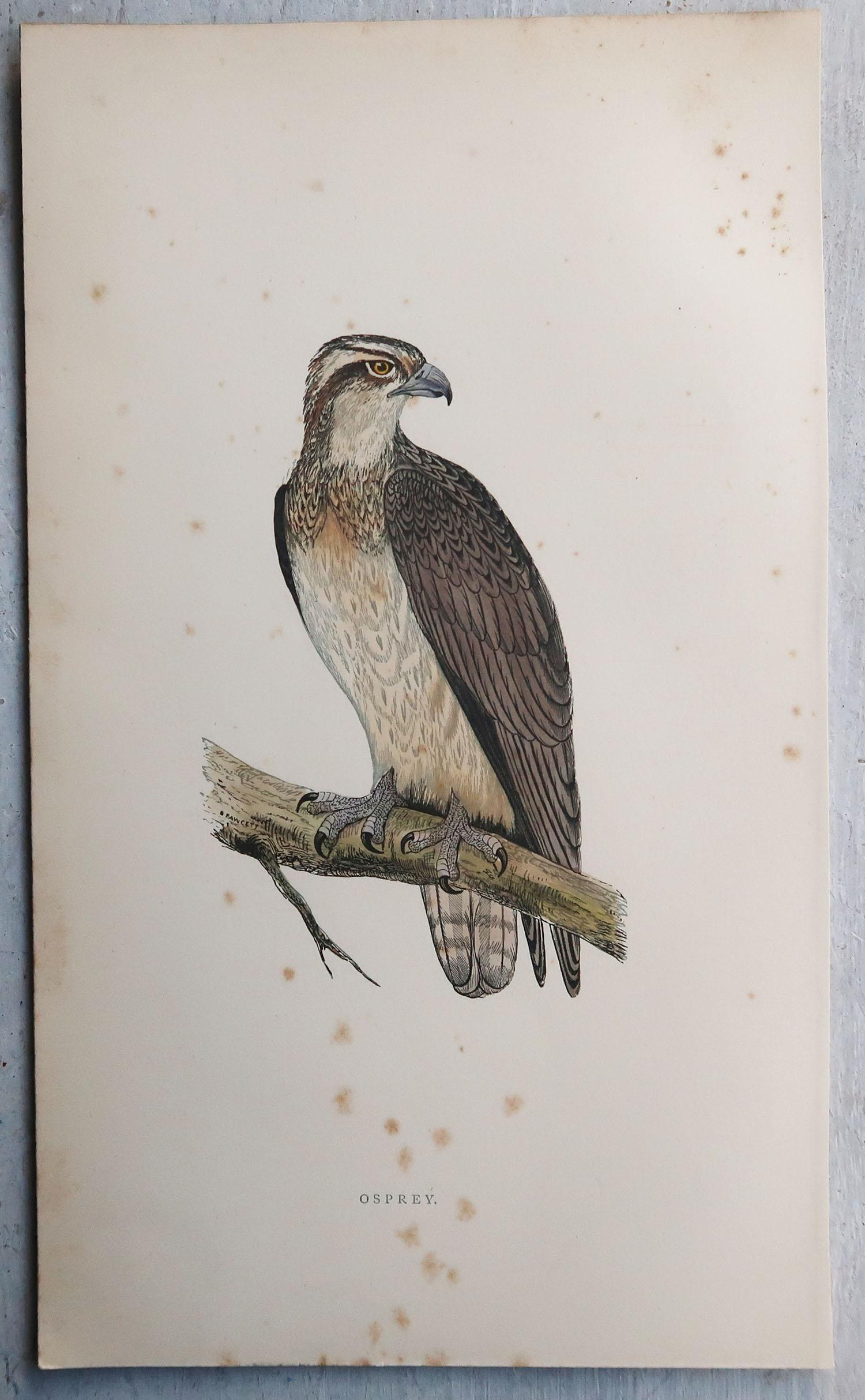 Paper Set of 8 Original Antique Prints of Birds of Prey After Francis Lydon, C.1880 For Sale
