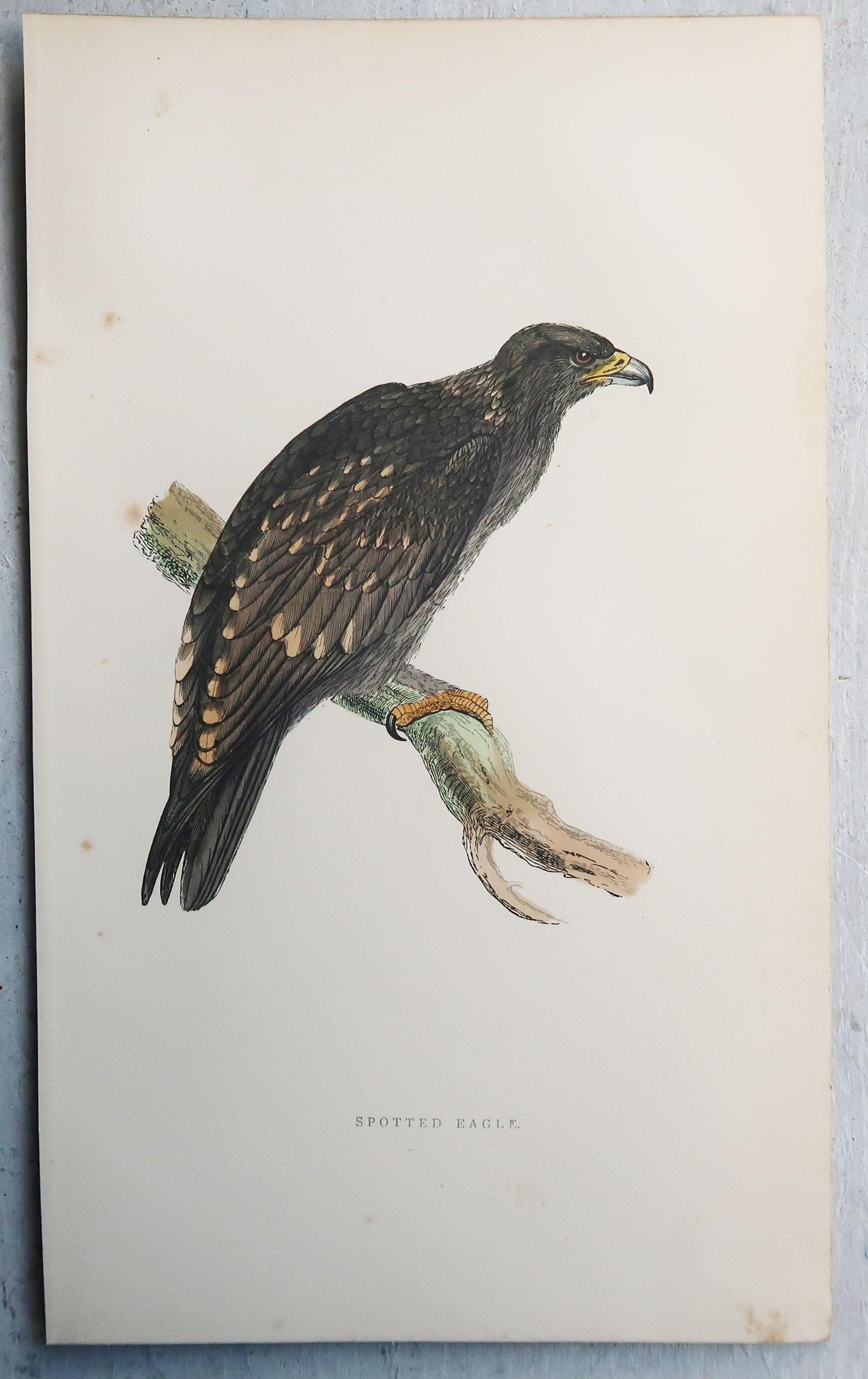 Ensemble de 8 estampes anciennes originales d'oiseaux de proie d'après Francis Lydon, vers 1880 en vente 1