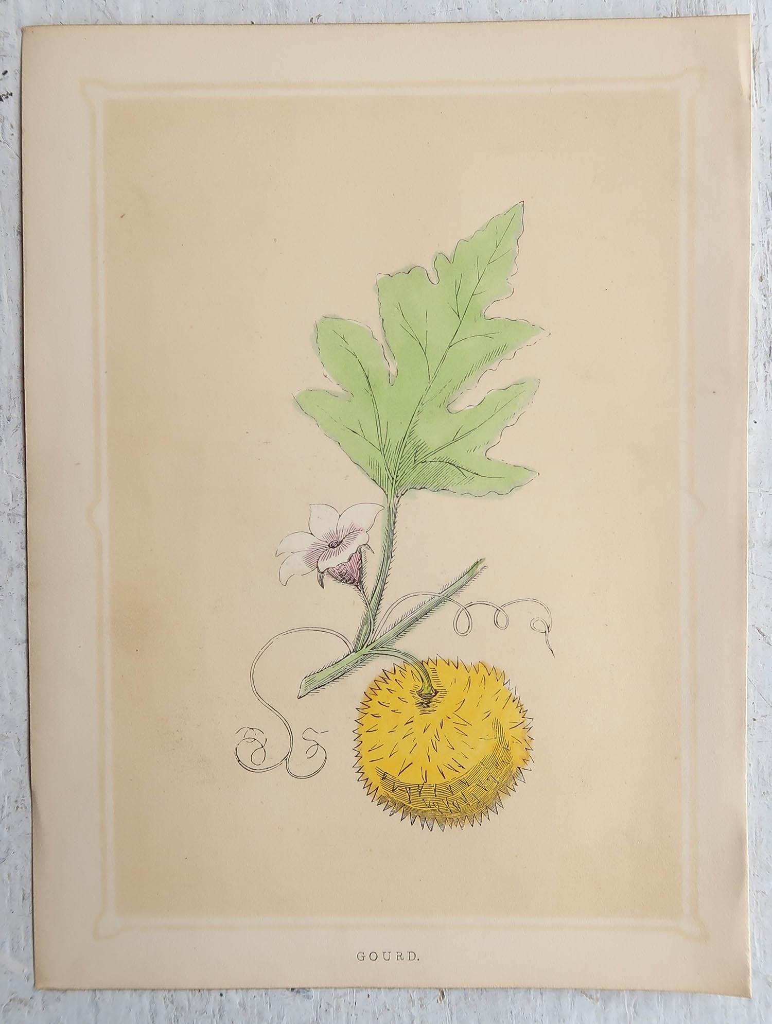 Satz von 8 Original-Antikdrucken von Früchten, um 1850 (Sonstiges) im Angebot