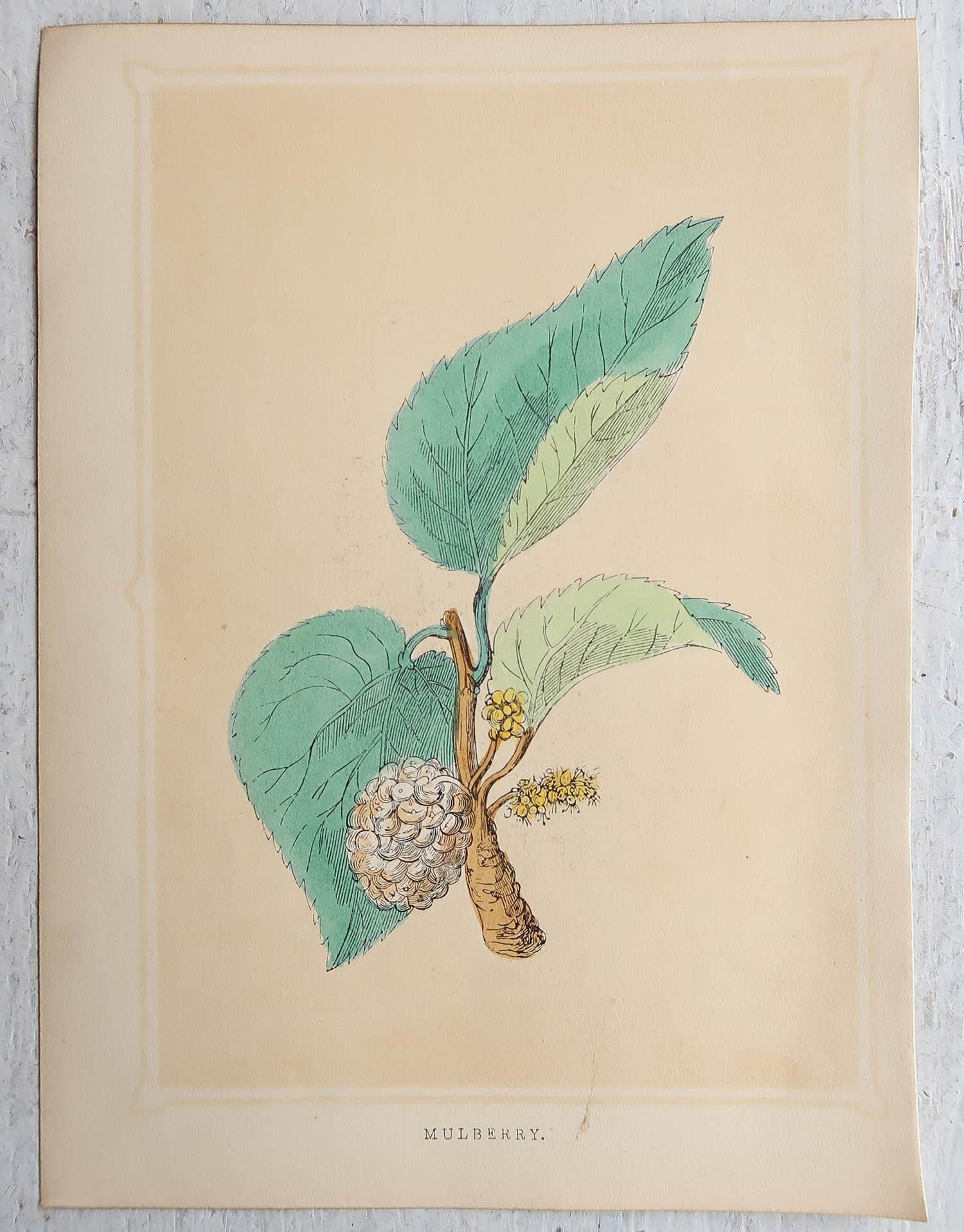 Set of 8 Original Antique Prints of Fruits, circa 1850 In Good Condition For Sale In St Annes, Lancashire