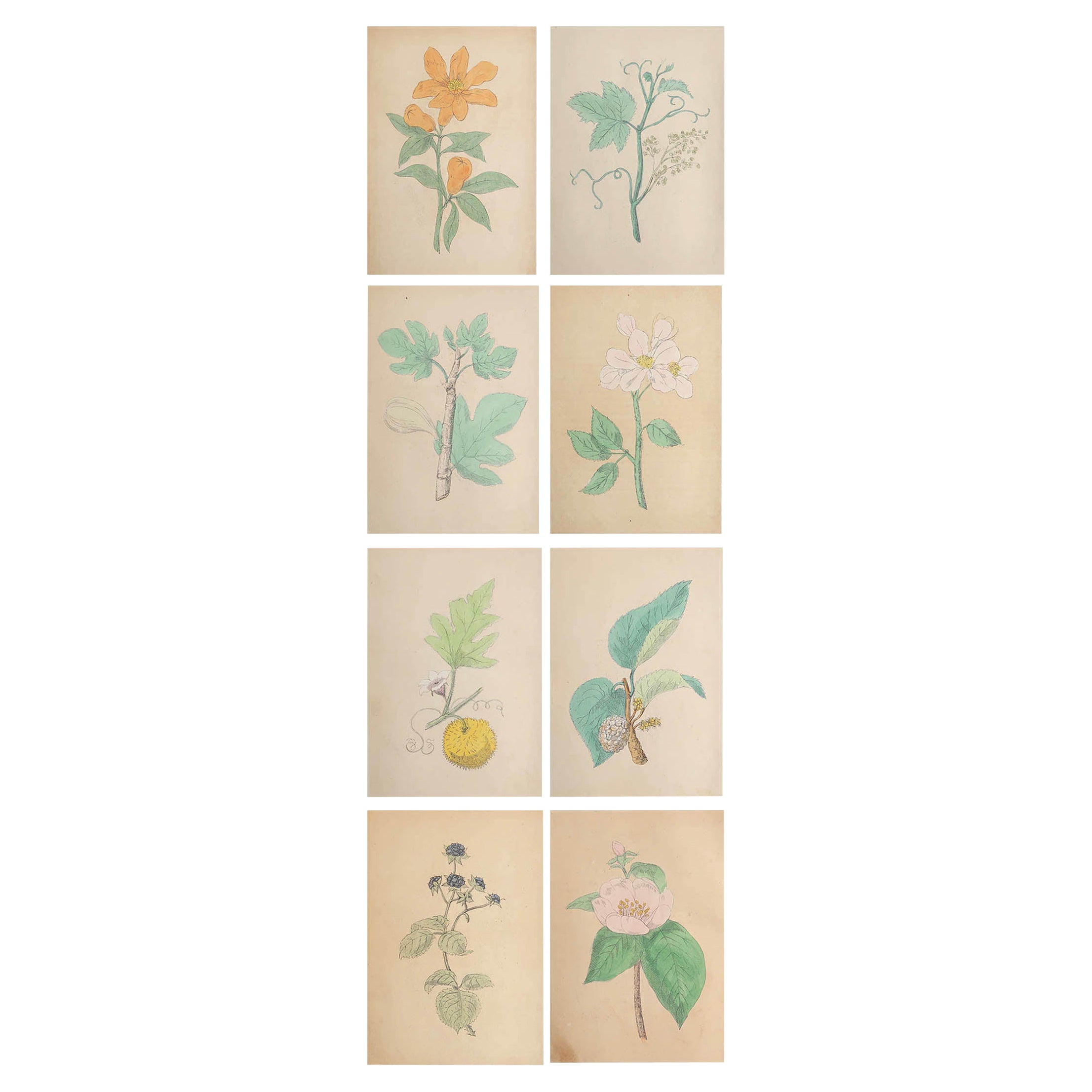 Set of 8 Original Antique Prints of Fruits, circa 1850