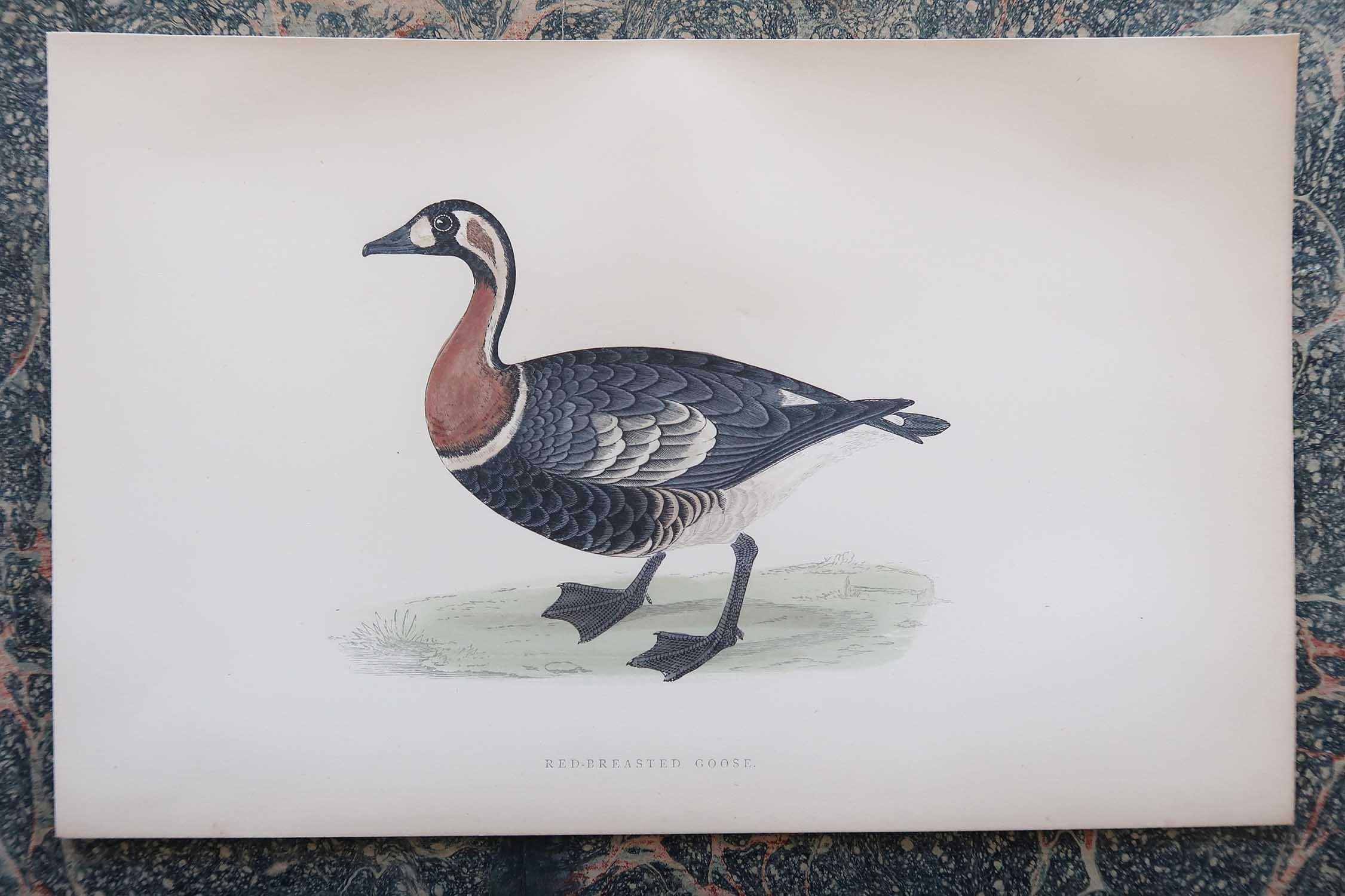 Wonderful set of 8 antique prints of geese

Lithographs after the original drawings by Alexander Francis Lydon

Original colour

Published by John C. Nimmo, Circa 1880.

Unframed

Free shipping.




