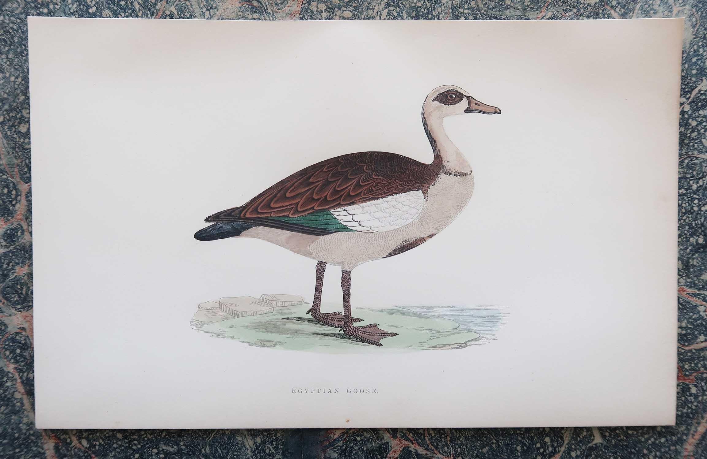 Folk Art Set of 8 Original Antique Prints of Geese After Francis Lydon, C.1880